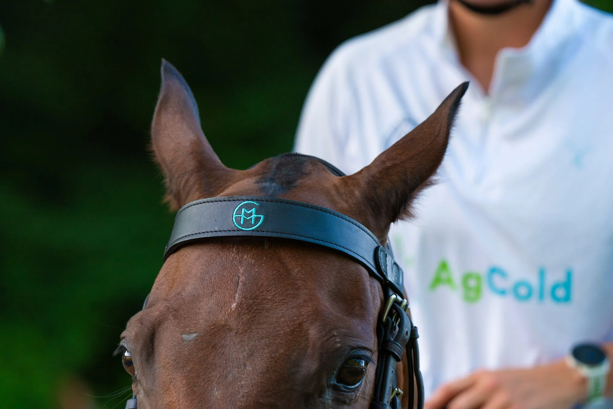 A brown horse wearing a black halter with blue logo on a grey strap, seen from behind, with a person wearing a white shirt in the background.