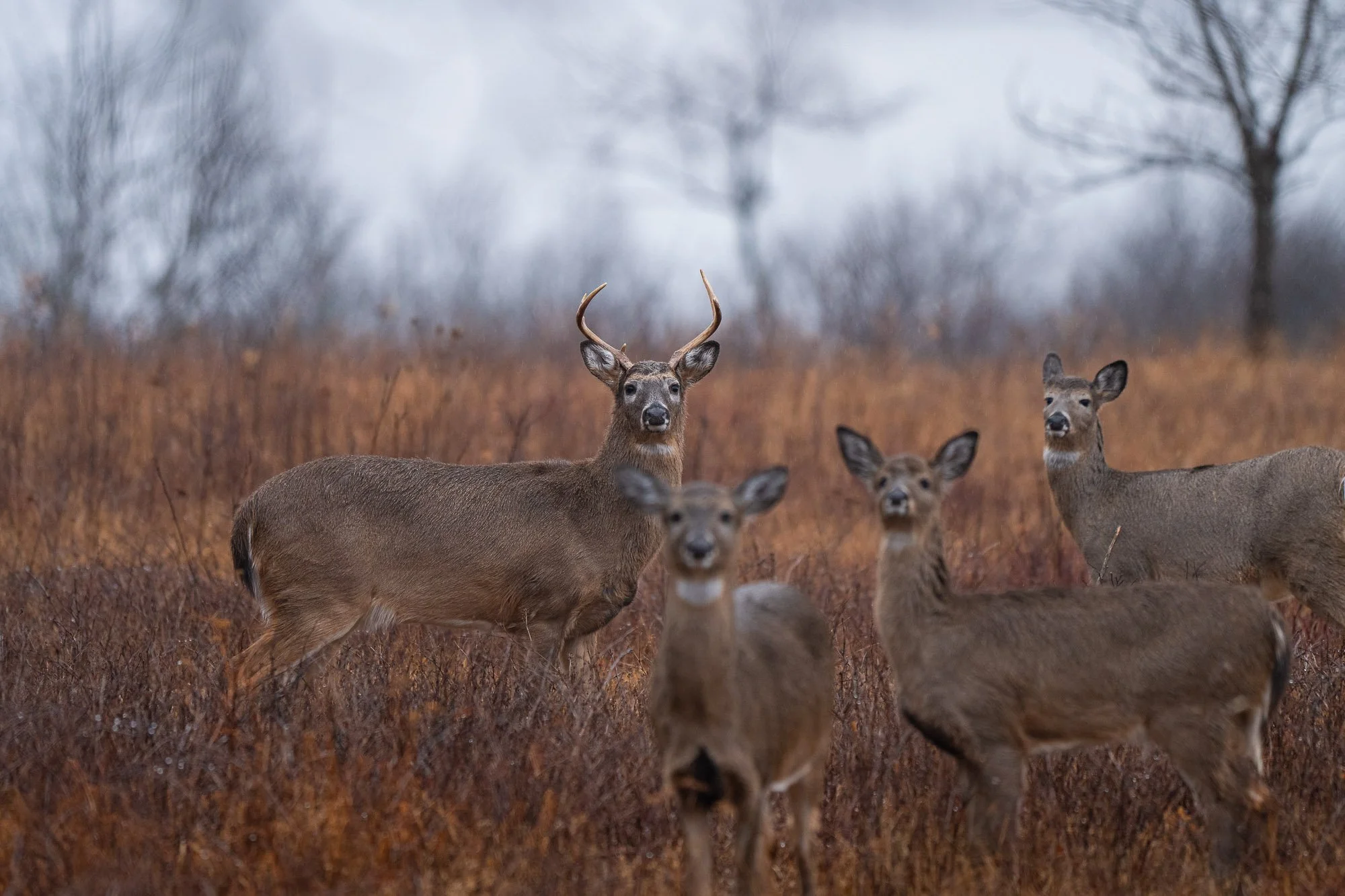 A group of deer in a foggy, wooded outdoor setting, with one buck with antlers prominently in the center.