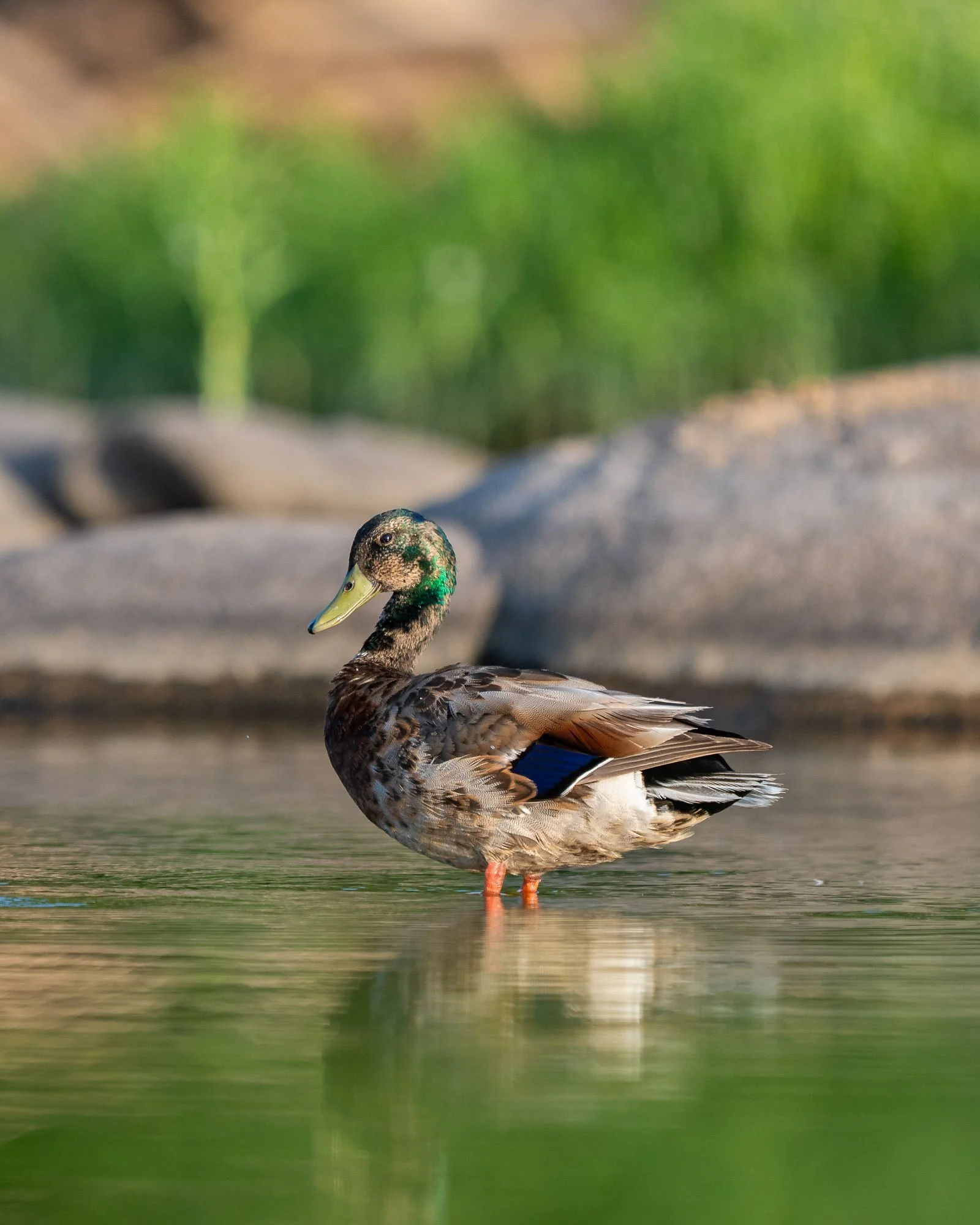A duck standing in shallow water with a grassy background.
