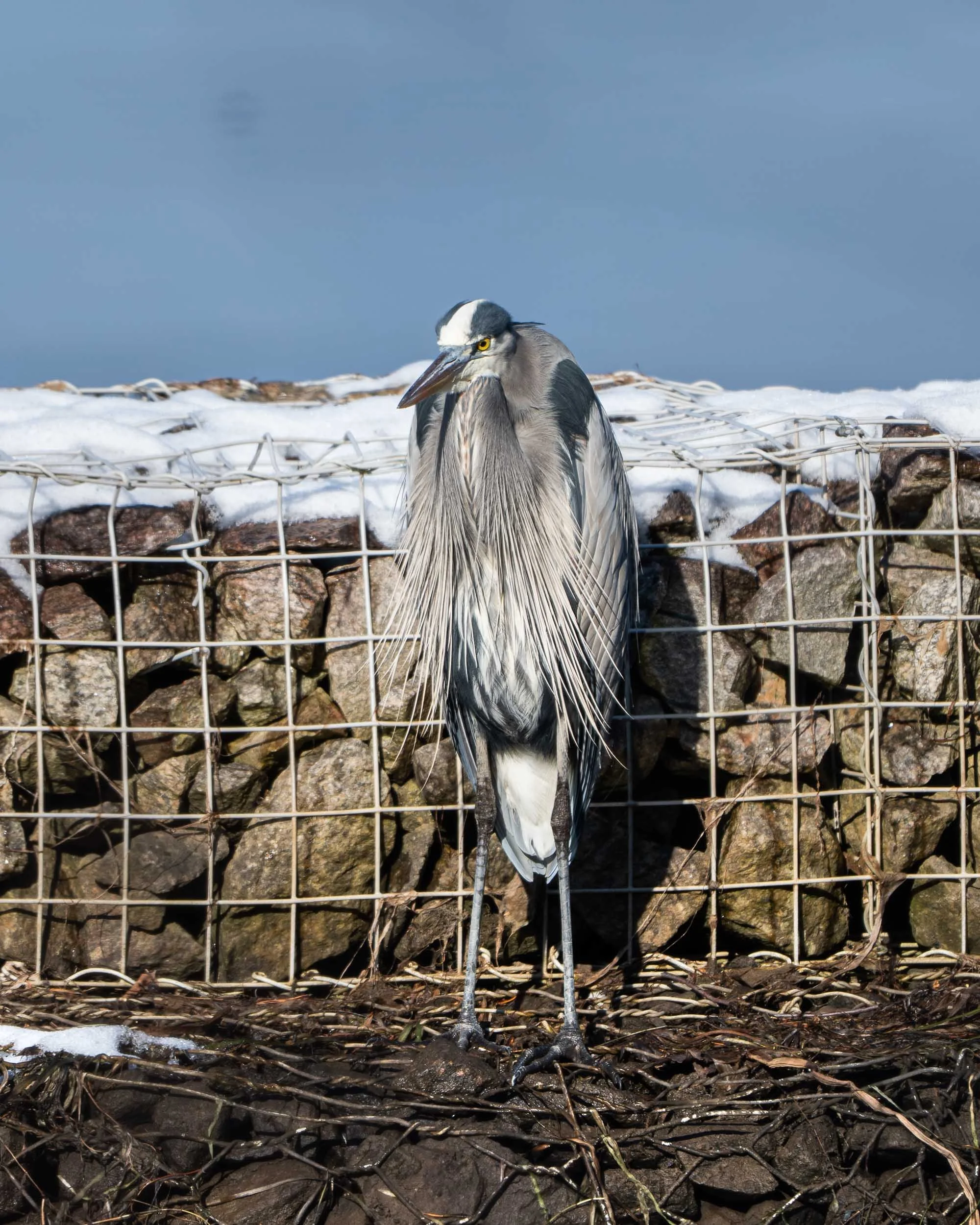 A heron standing on snow and rocks behind a wire fence.