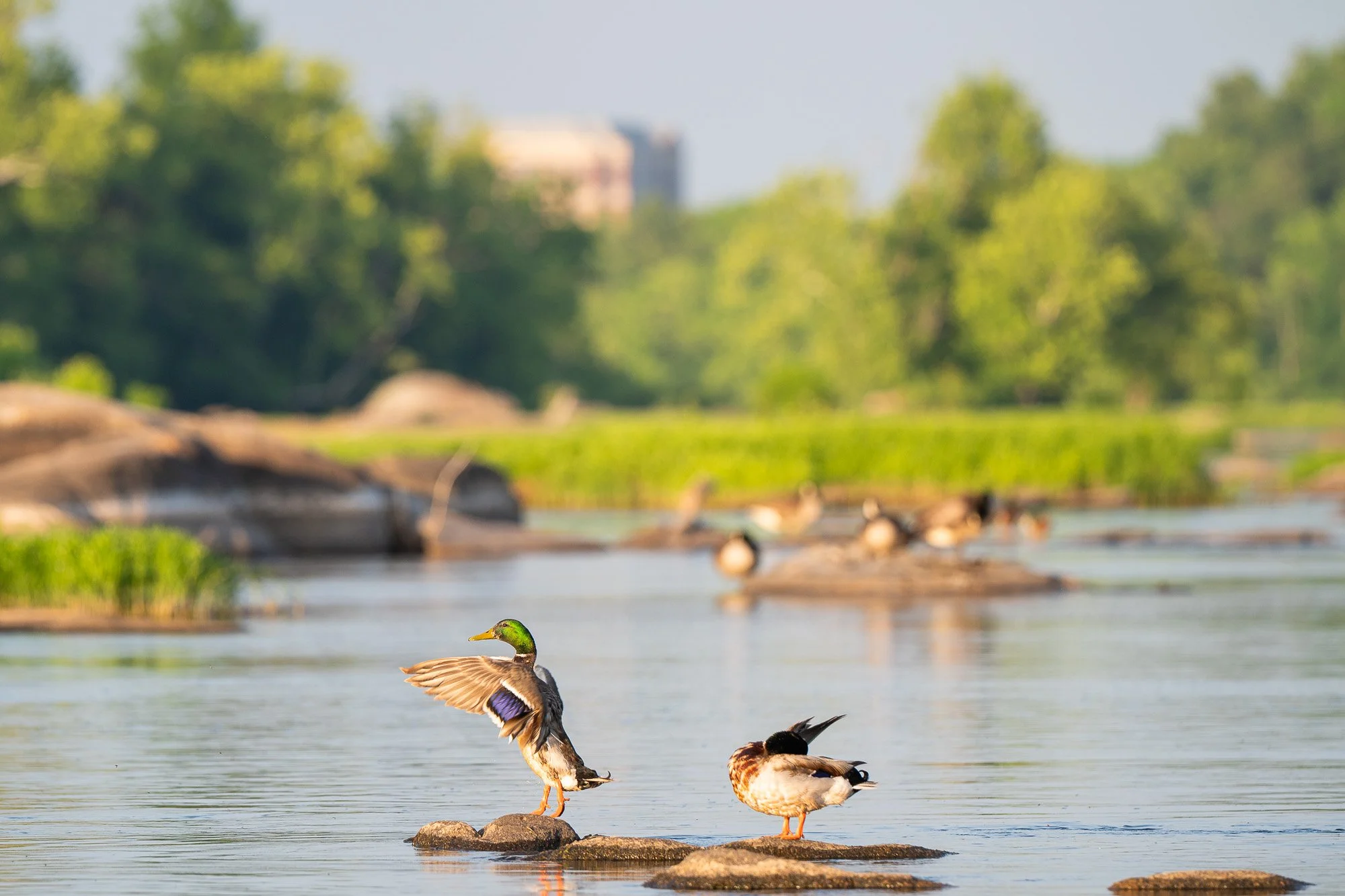 Mallard ducks standing on rocks in a river with lush green trees and buildings in the background.