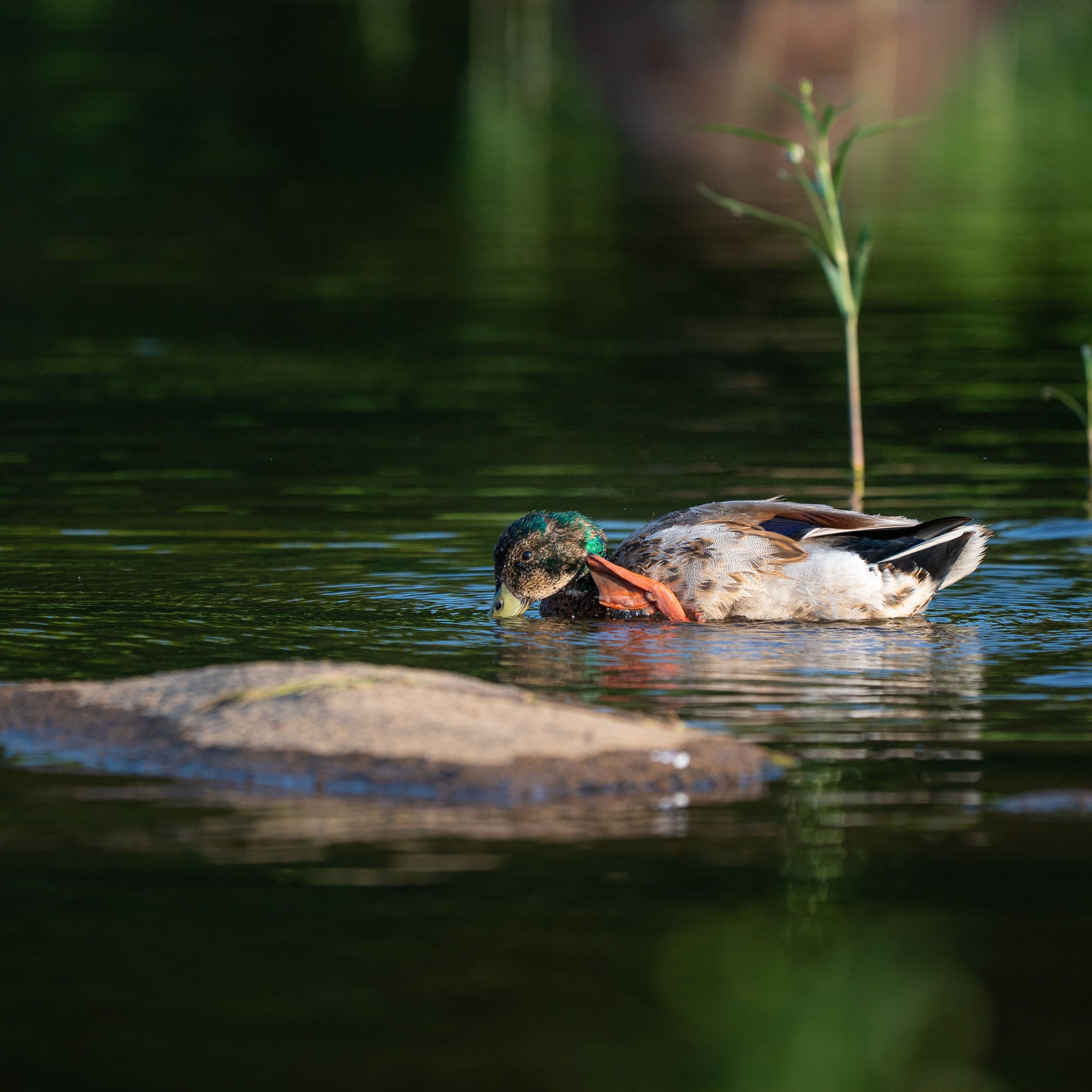 Duck swimming in a pond with green water and plants reflected on the surface.