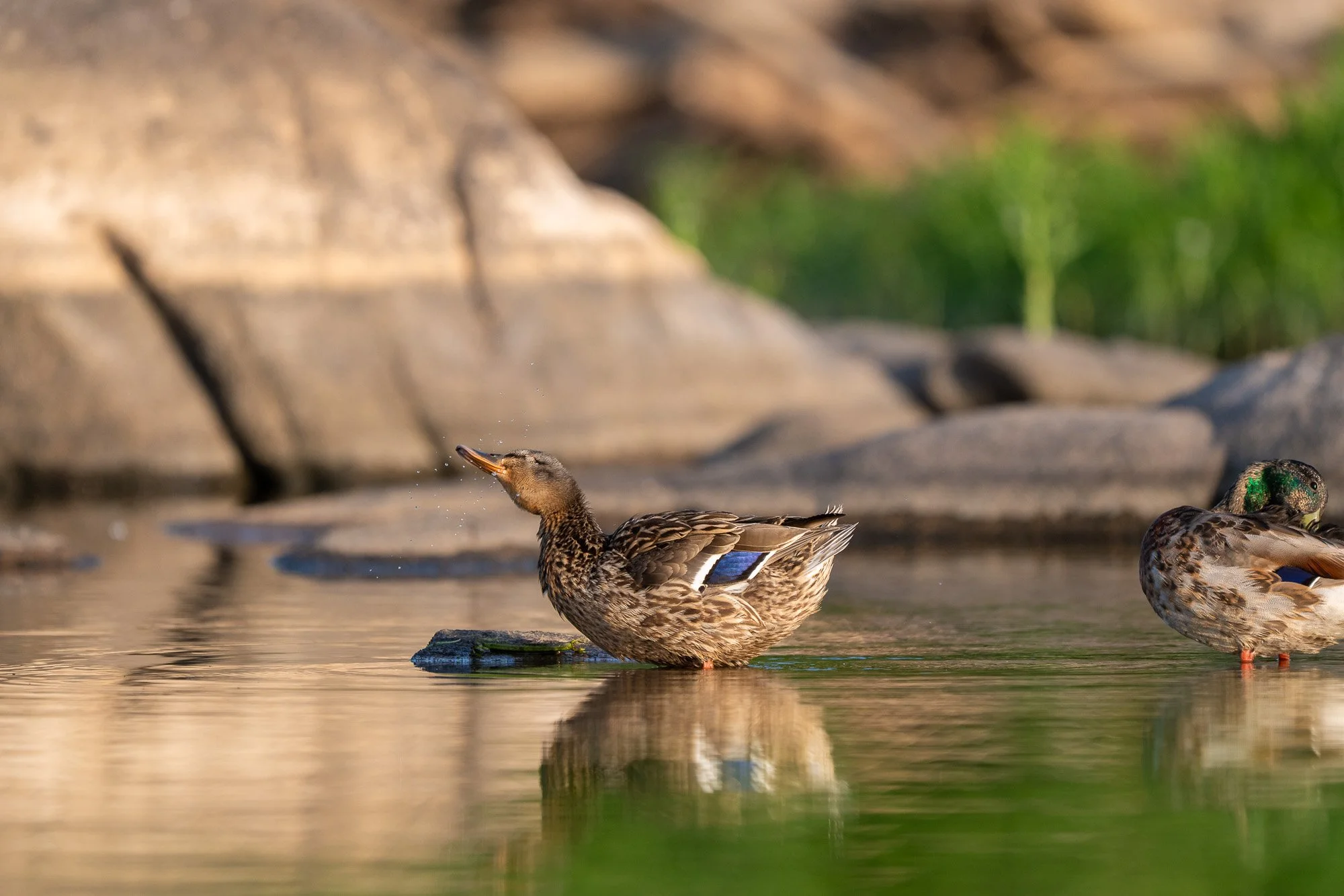 A group of ducks swimming in a pond with rocks and green foliage in the background.