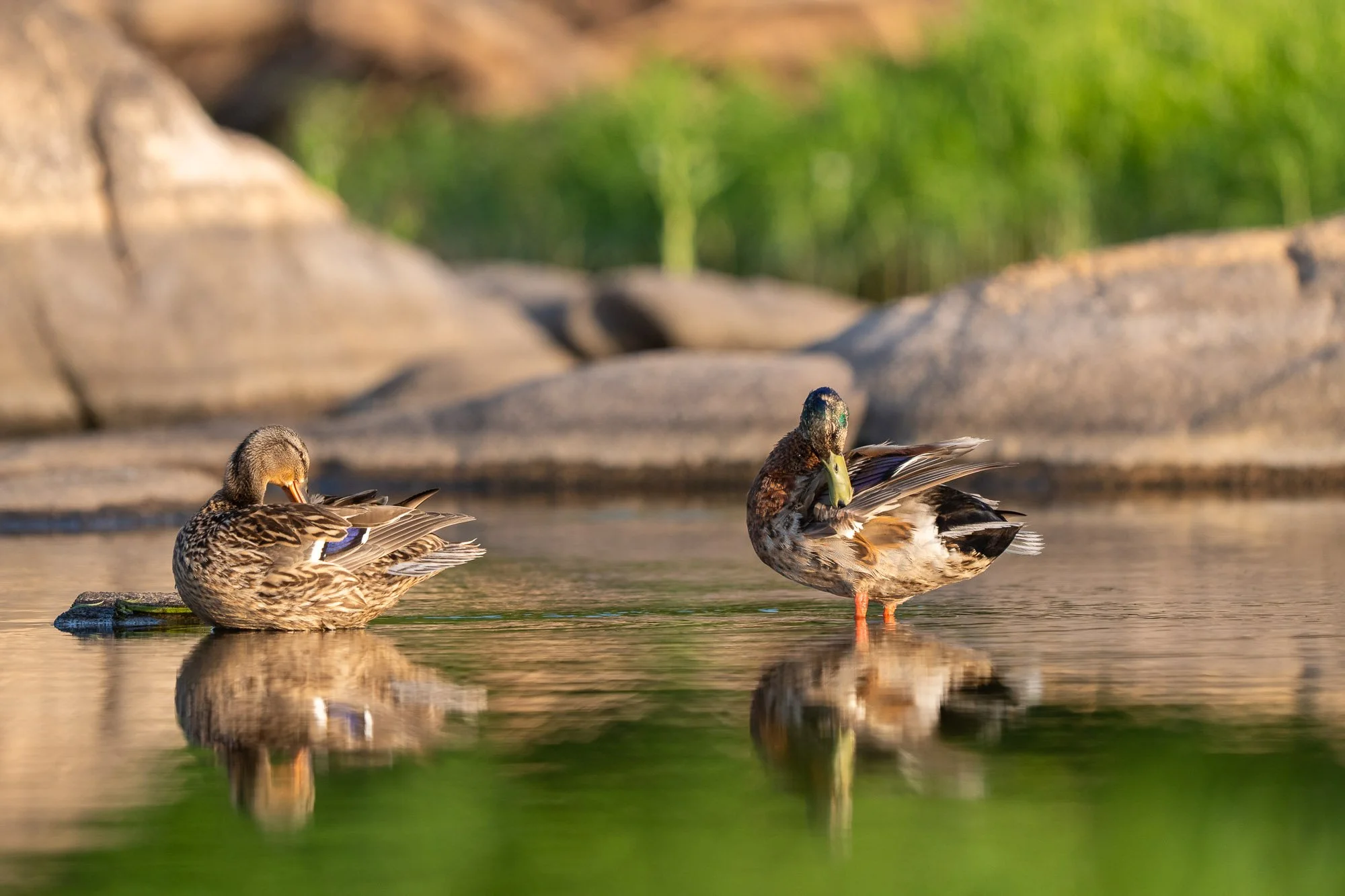 Two ducks are in the water, preening their feathers; one duck stands with one leg raised, while the other duck is sitting on a floating object, all surrounded by a natural environment with rocks and greenery in the background.