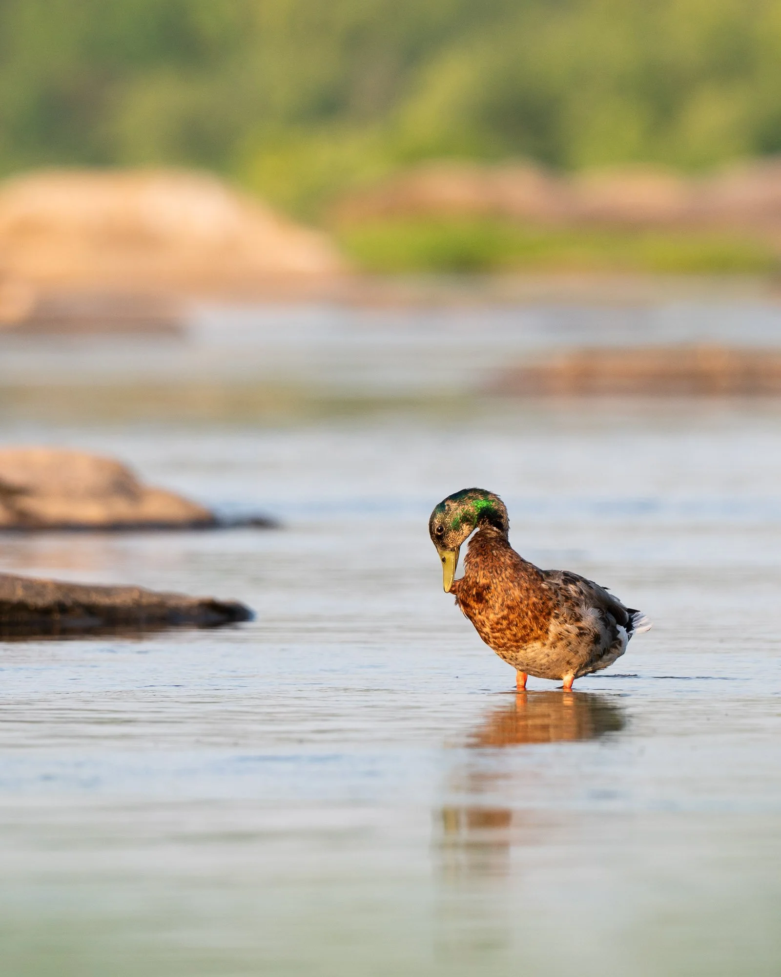 A duck standing in water near a rocky shoreline with a blurred background of green trees.