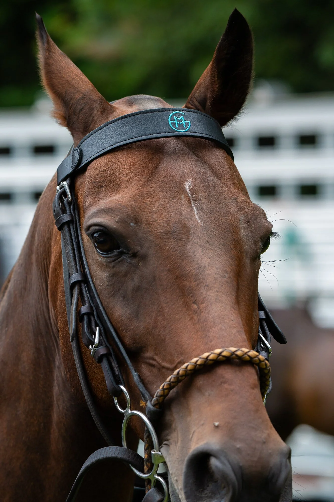Close-up of a brown horse's face with a black halter and a braided rope around its nose, ears pointing up, outdoors with a blurred background.