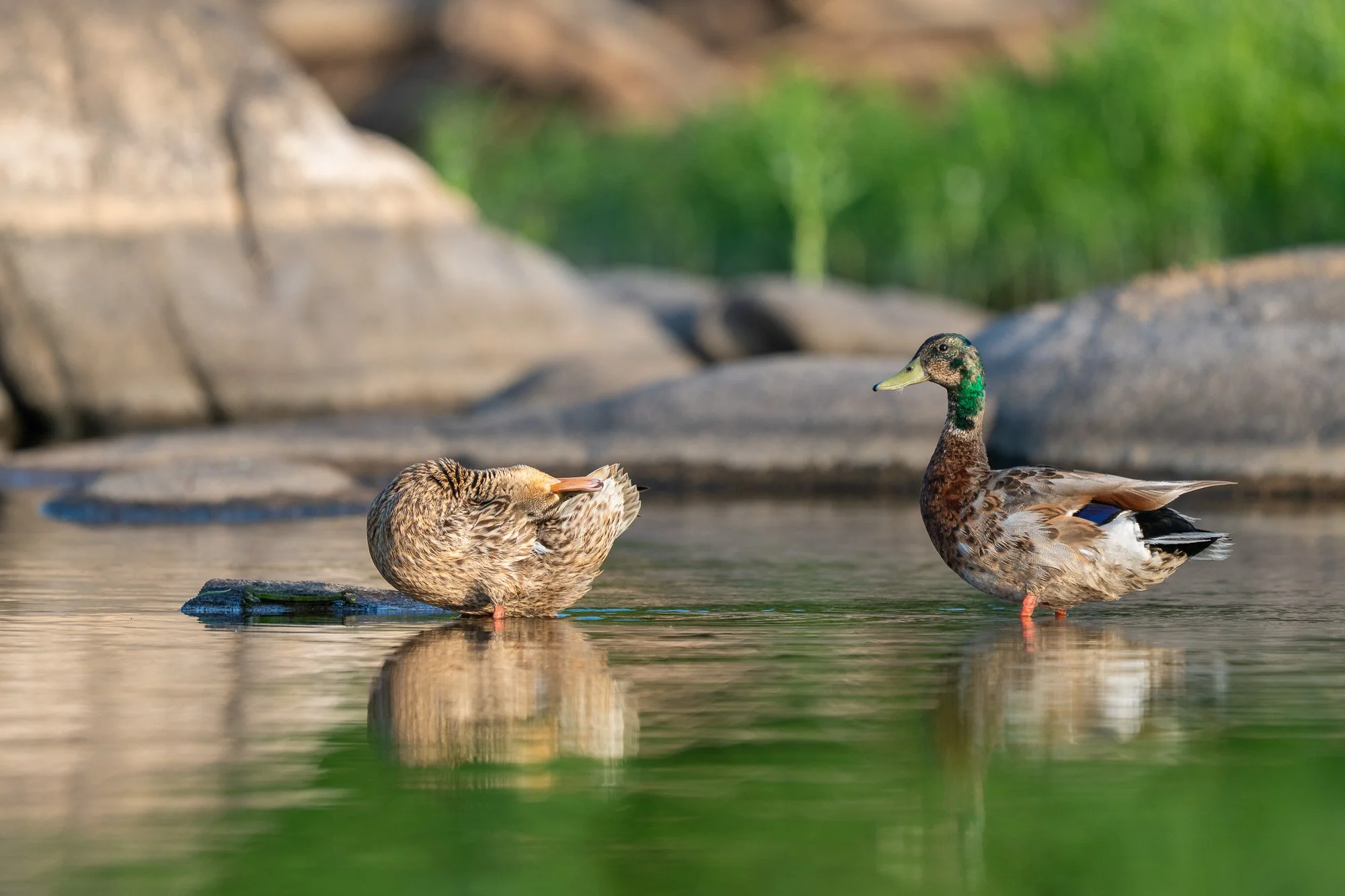 A mallard duck and a female duck resting in a body of water with rocks and green foliage in the background