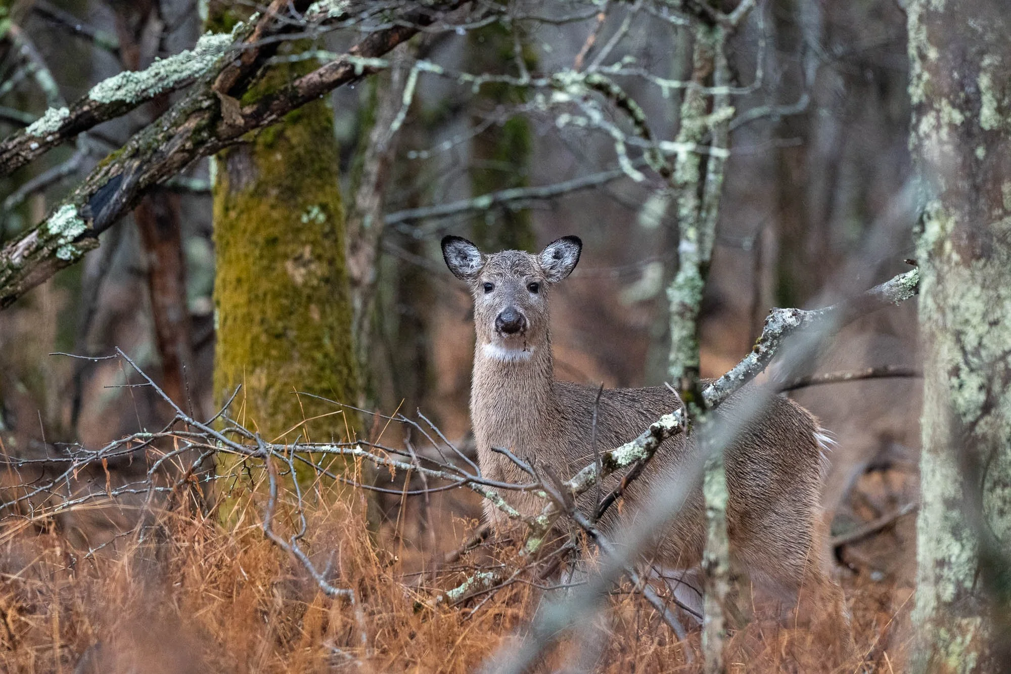 A deer standing among trees in a forest, with its head and upper body visible surrounded by brown and green foliage.