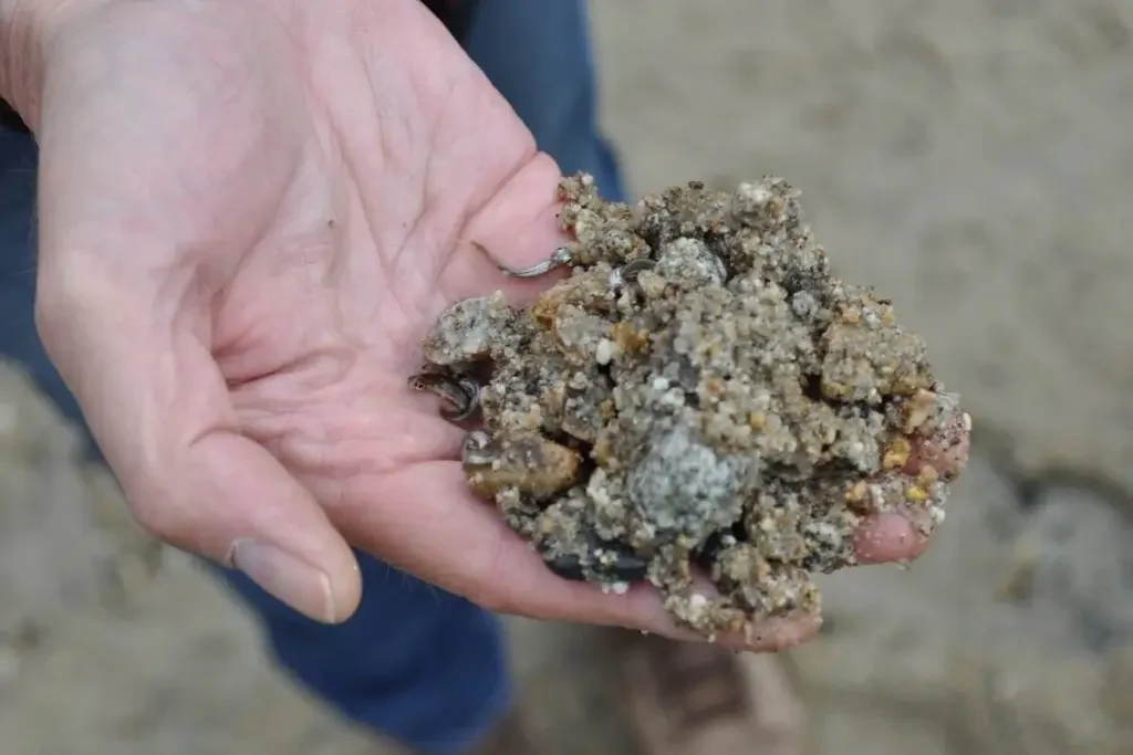 A person holding a large clump of wet, rocky soil with small shells or marine organisms embedded in it.