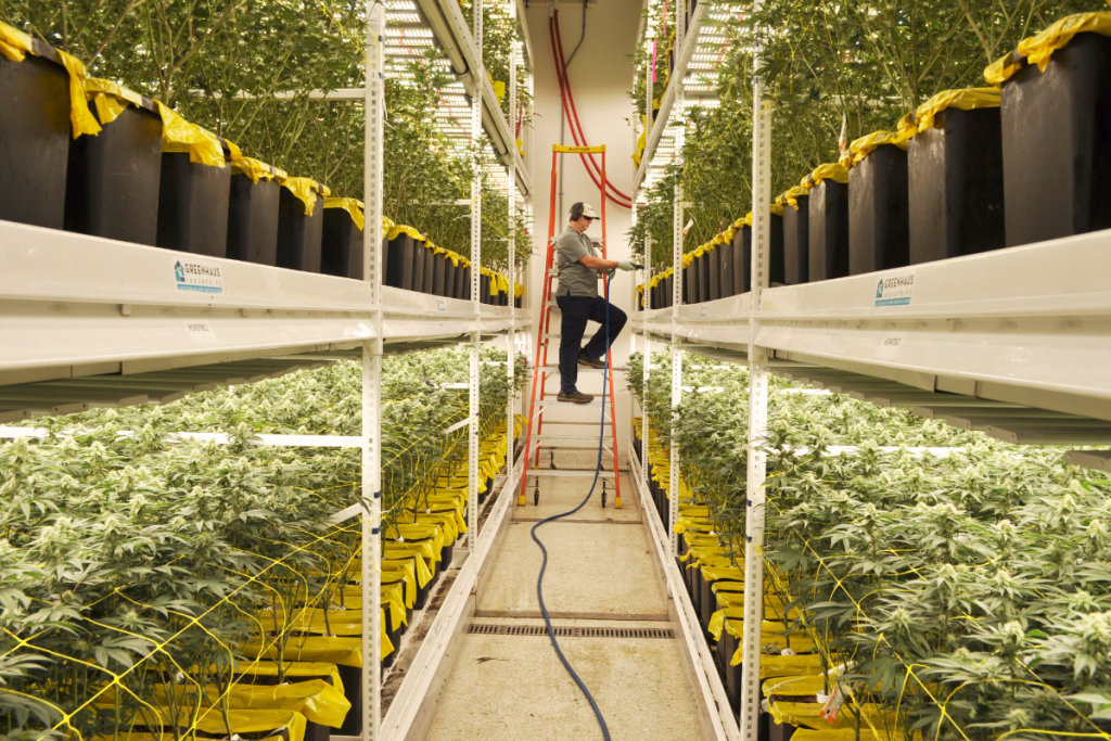 A worker in a grow room tending to cannabis plants on shelves, with the worker standing on a ladder.