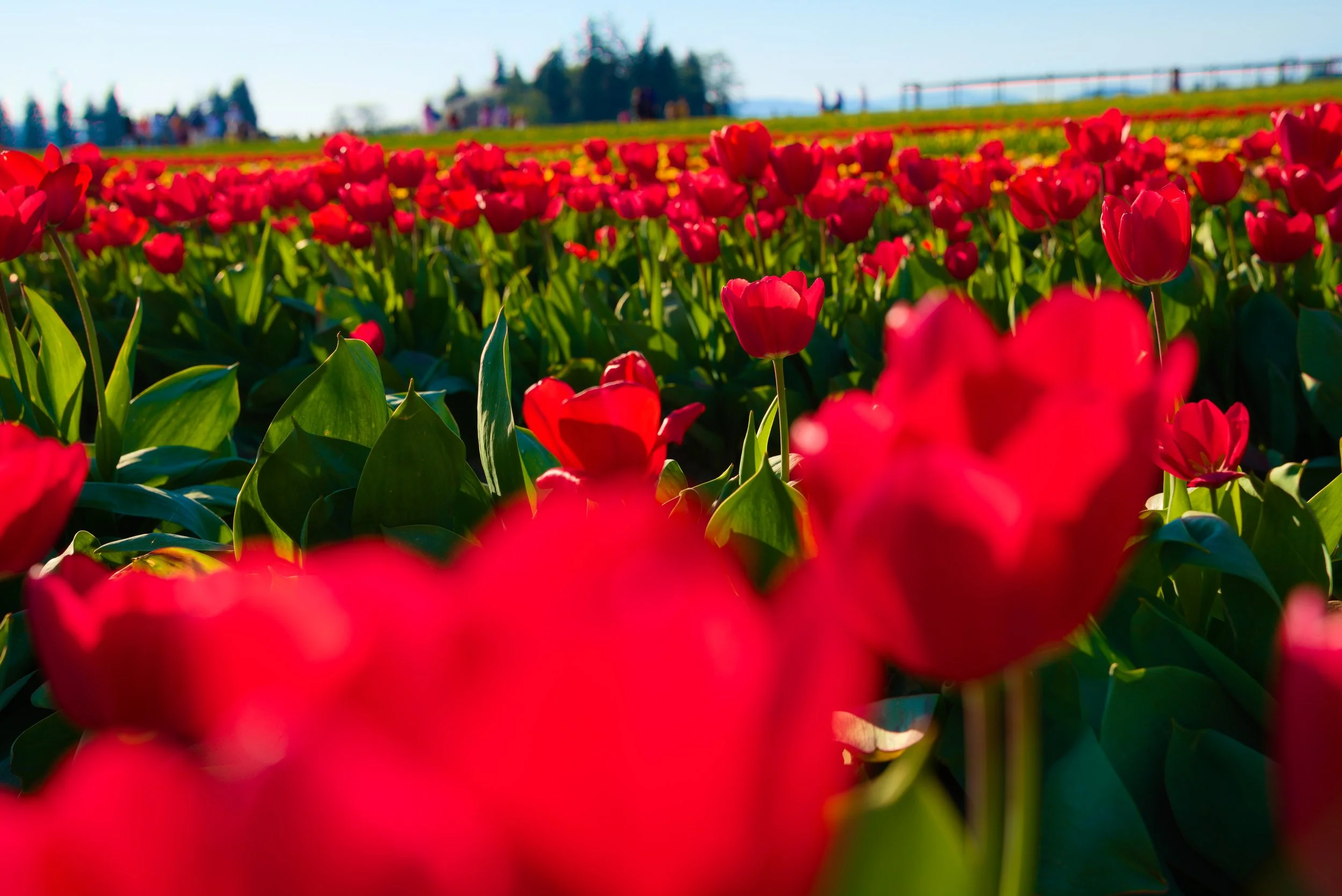 Tulip 2.jpg