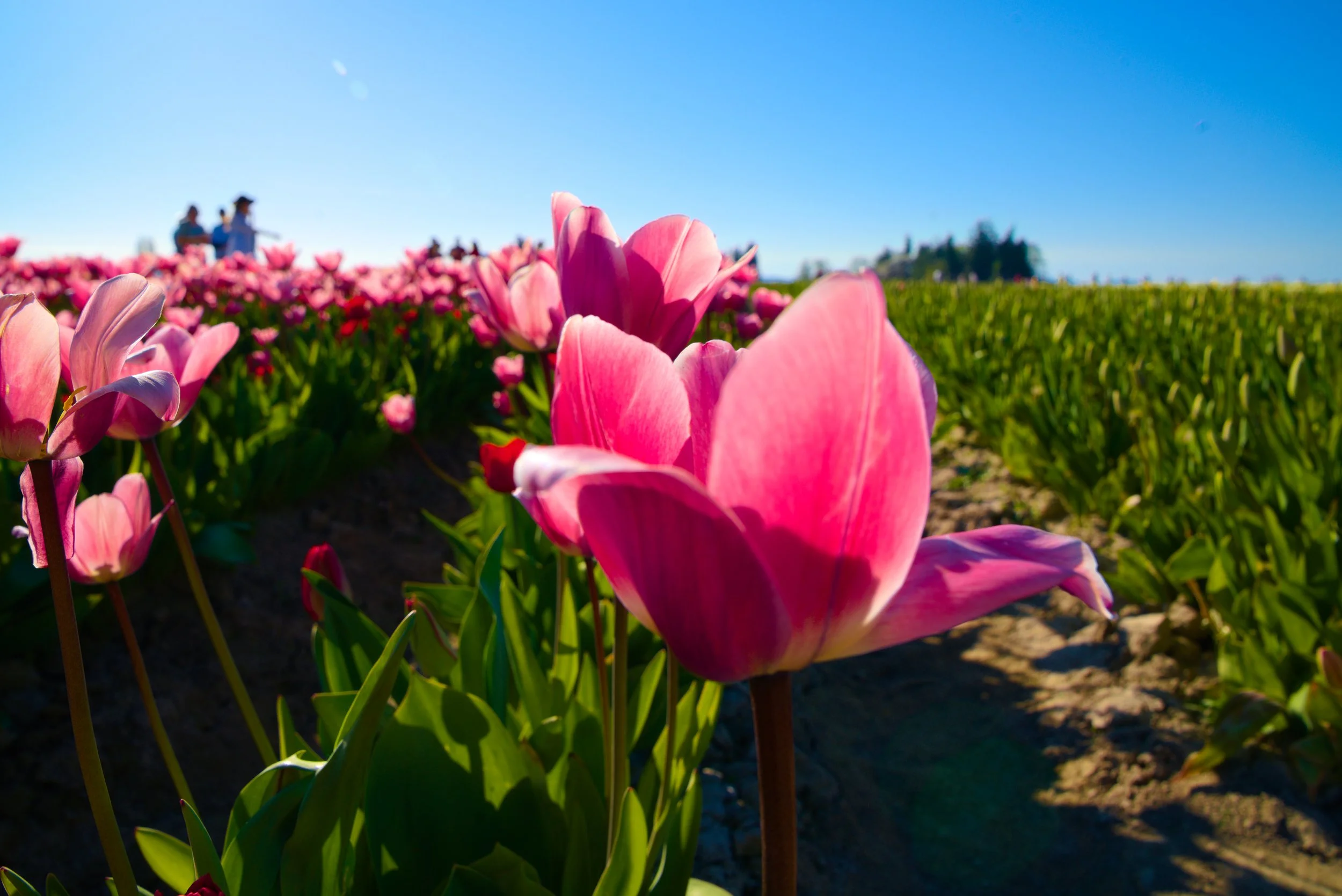 Tulip 1.jpg