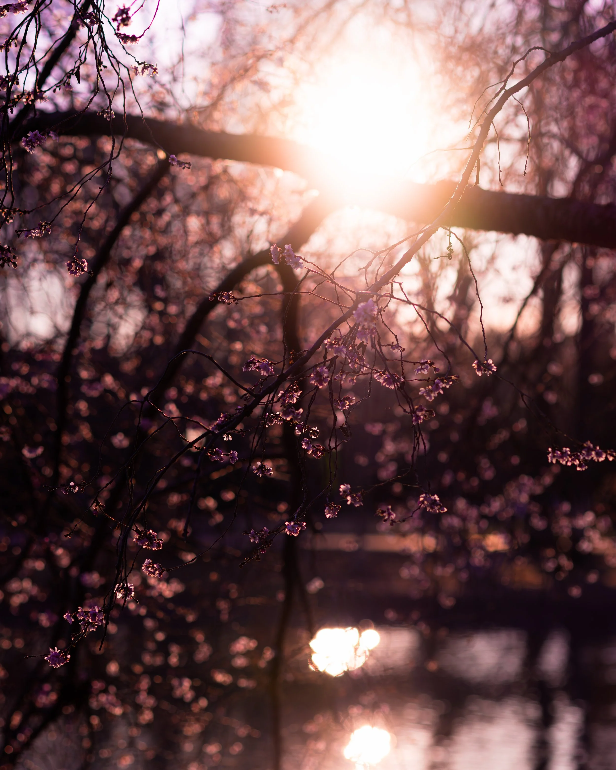 Pink cherry blossom trees near a body of water during sunset with the bright sun shining through the branches.