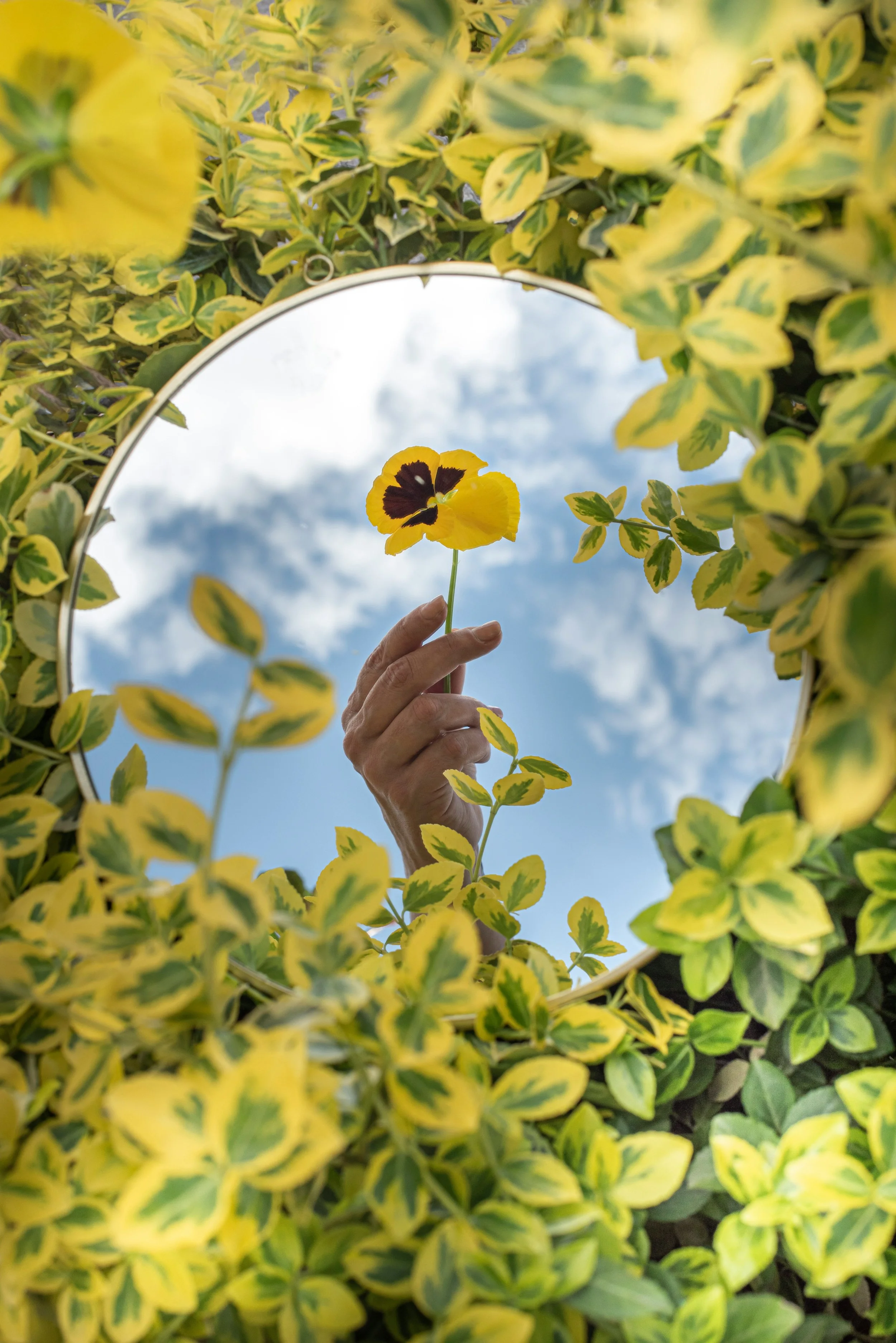 A hand holding a yellow and black pansy flower up towards a reflective surface, surrounded by yellow-green variegated leaves and a cloudy sky.