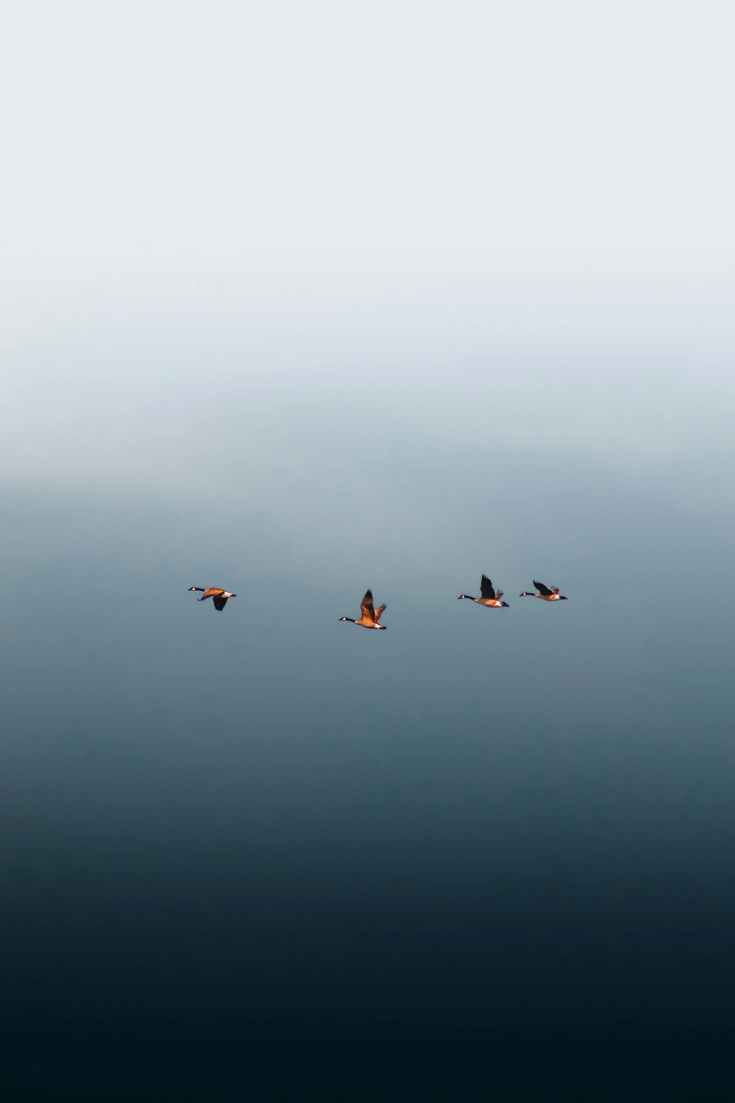 Vier Wildgänse fliegen gemeinsam durch einen weiten, blau-grauen Himmel mit sanftem Farbverlauf.