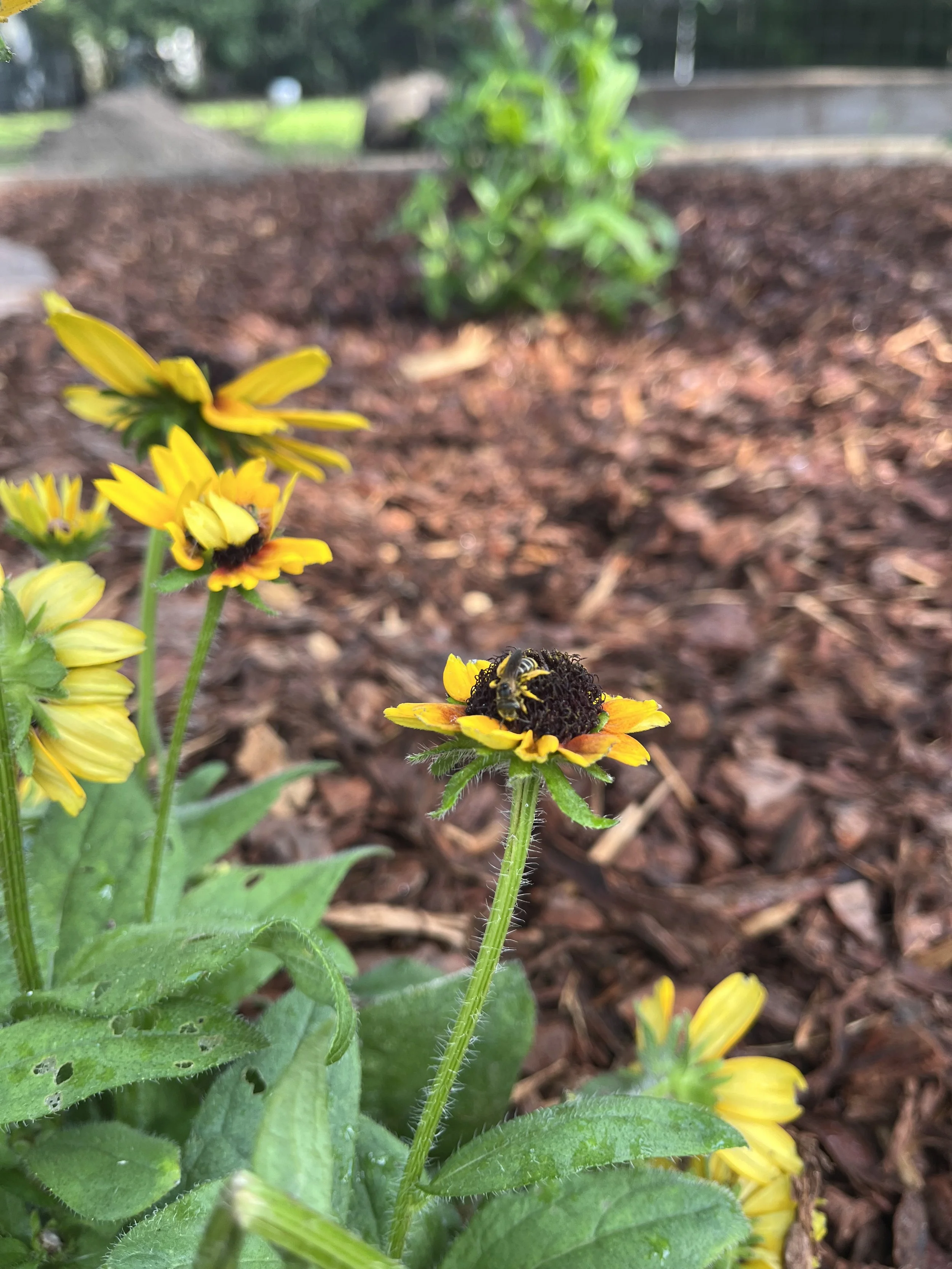 Pollinator on Rudbeckia Hirta (Black-eyed Susan) in native garden.