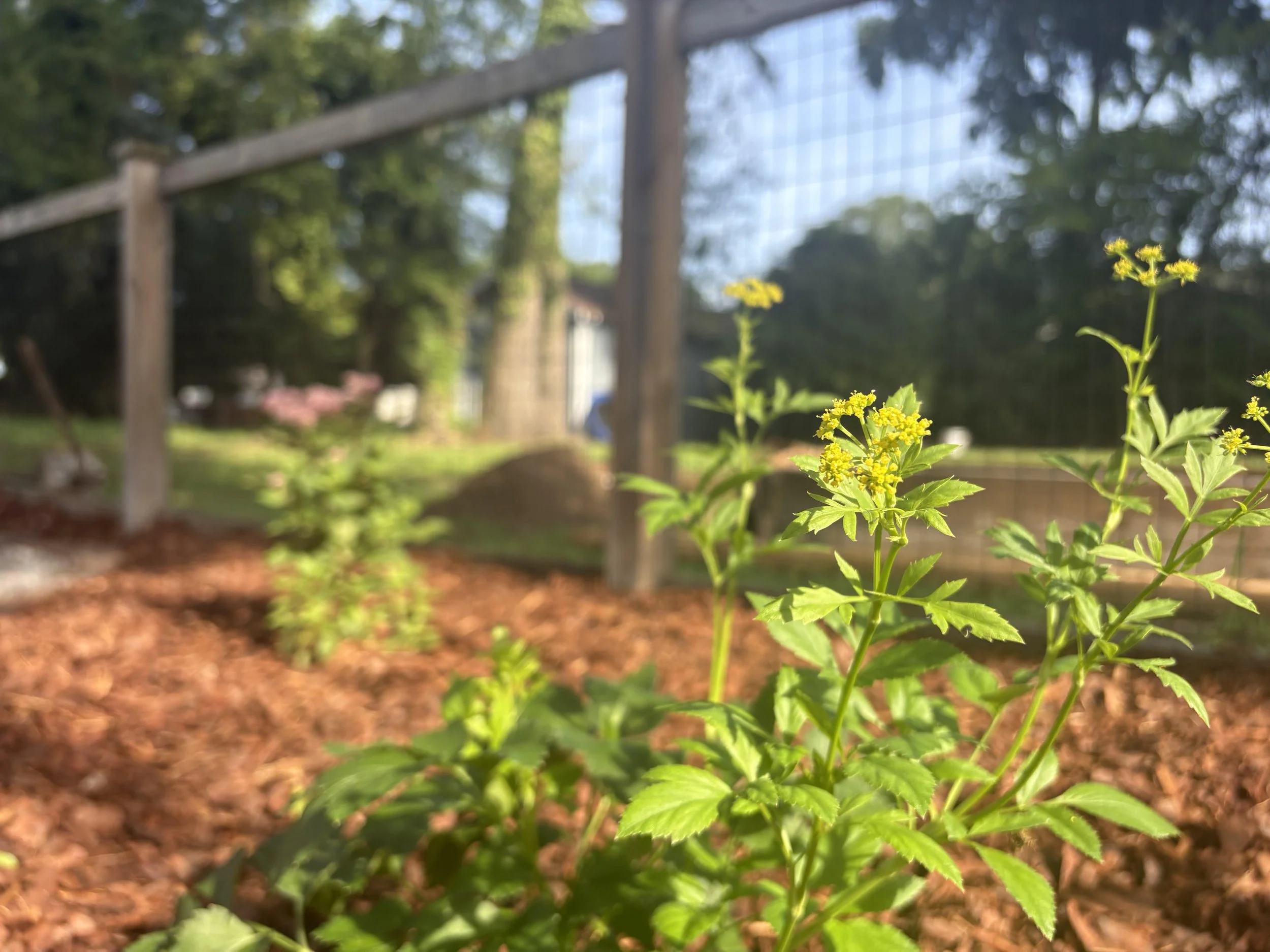 Golden Alexanders in foreground and Joe Pye Weed in the background of a native garden.
