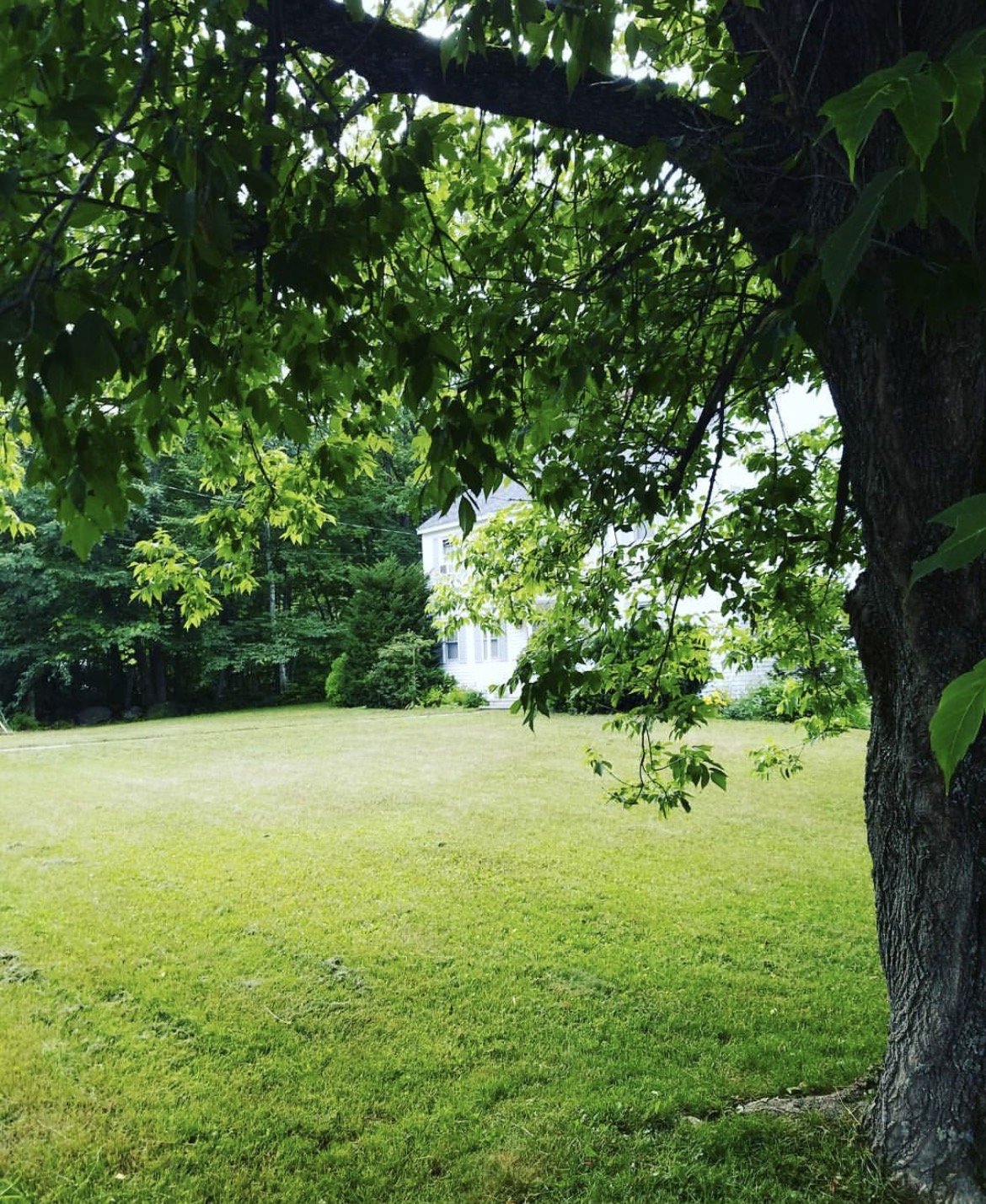A backyard with a large tree in the foreground and a white house partially visible behind trees in the background