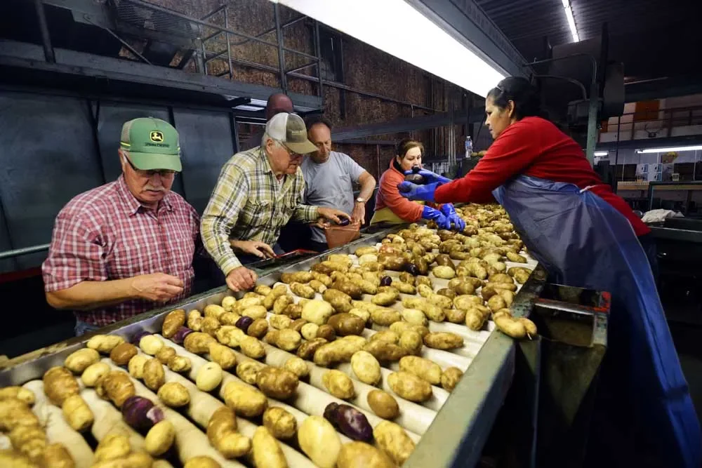 Featured in East Oregonian: "Test Potatoes Harvested to Feed Hungry Families"
