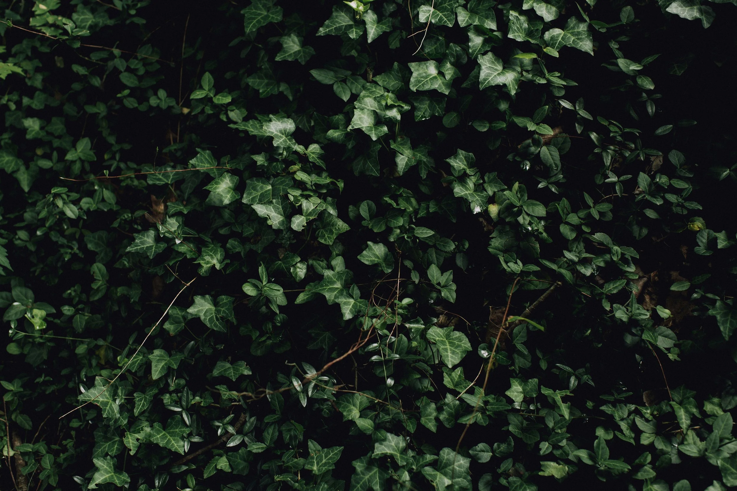 New article: What gardeners need to know about invasive species