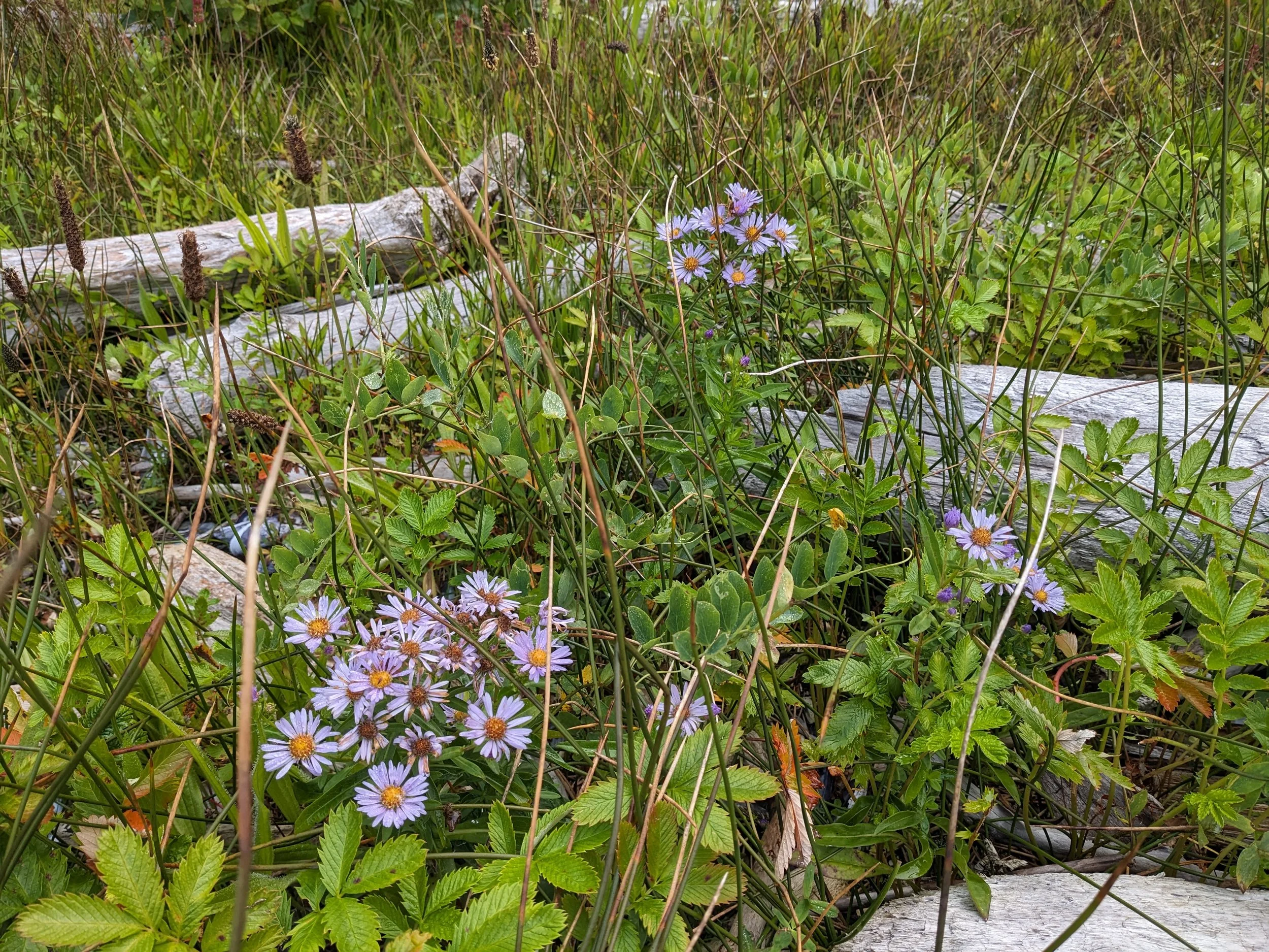 Plant observations can point to potential habitat in your own yard