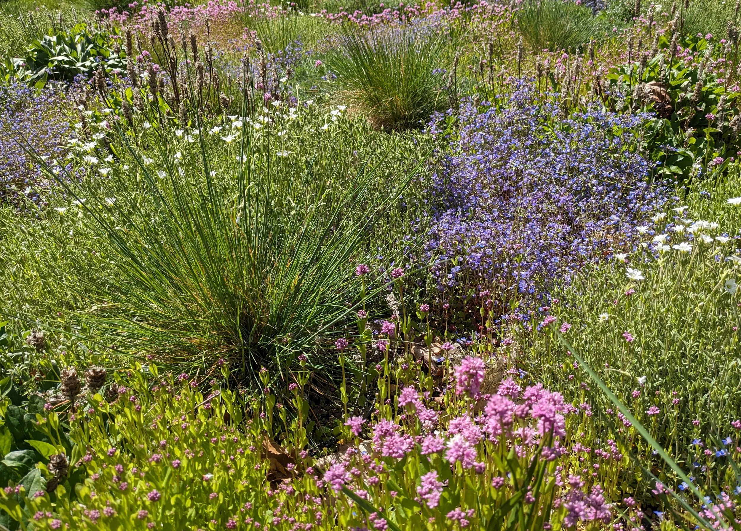 A garden full of native flowering plants and grasses of various colours
