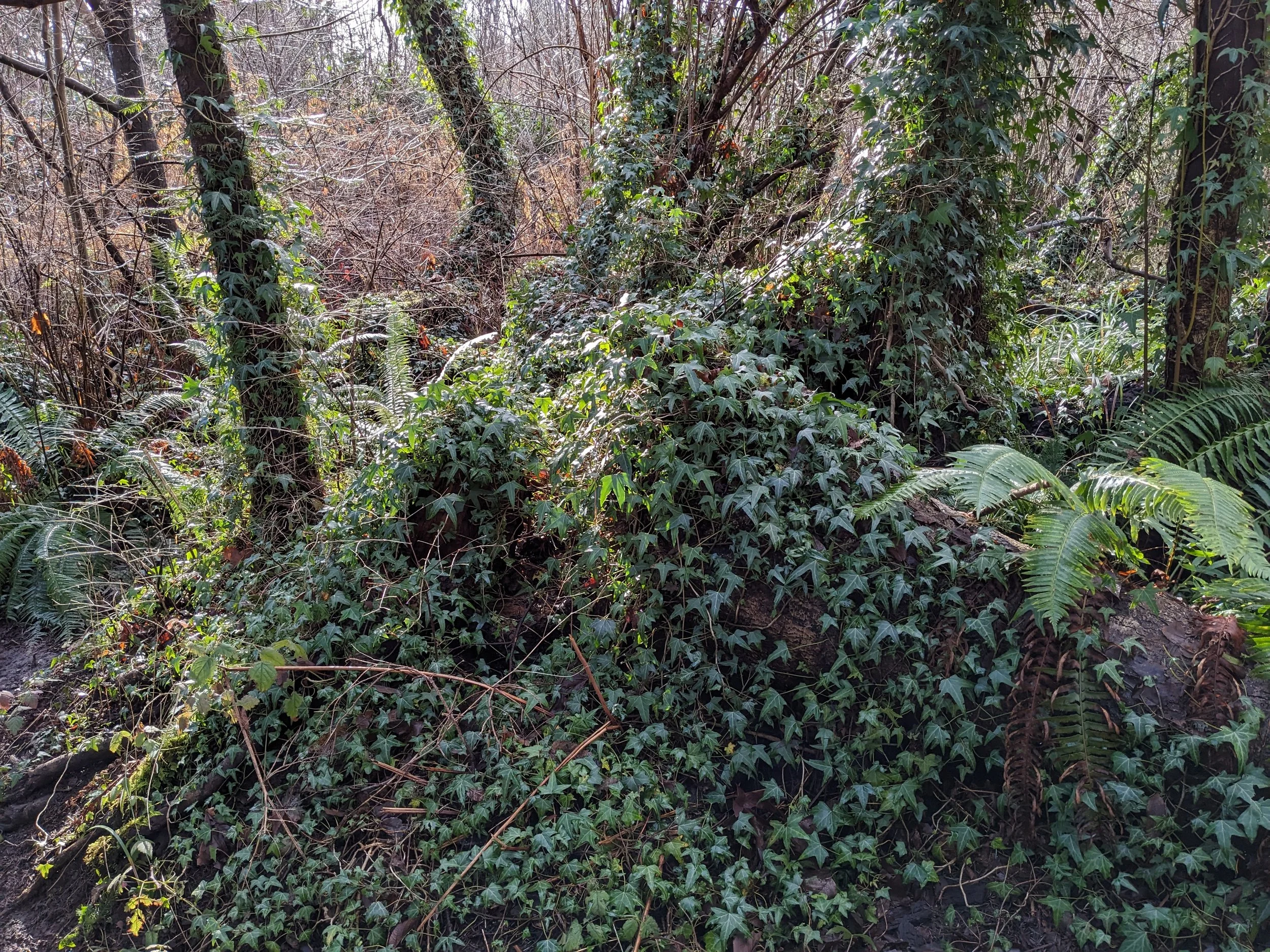 ivy covering a forest floor