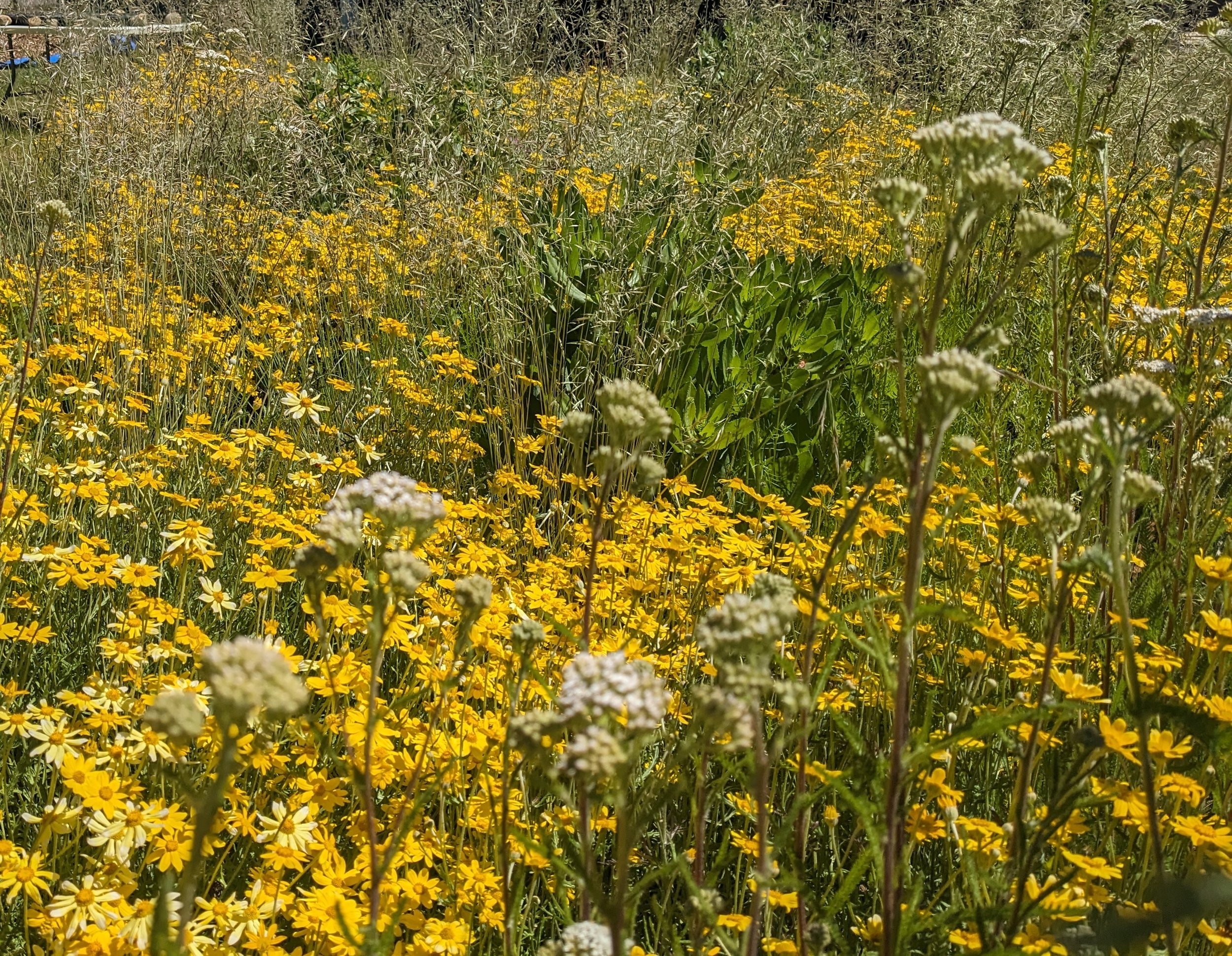 a restored meadowscape