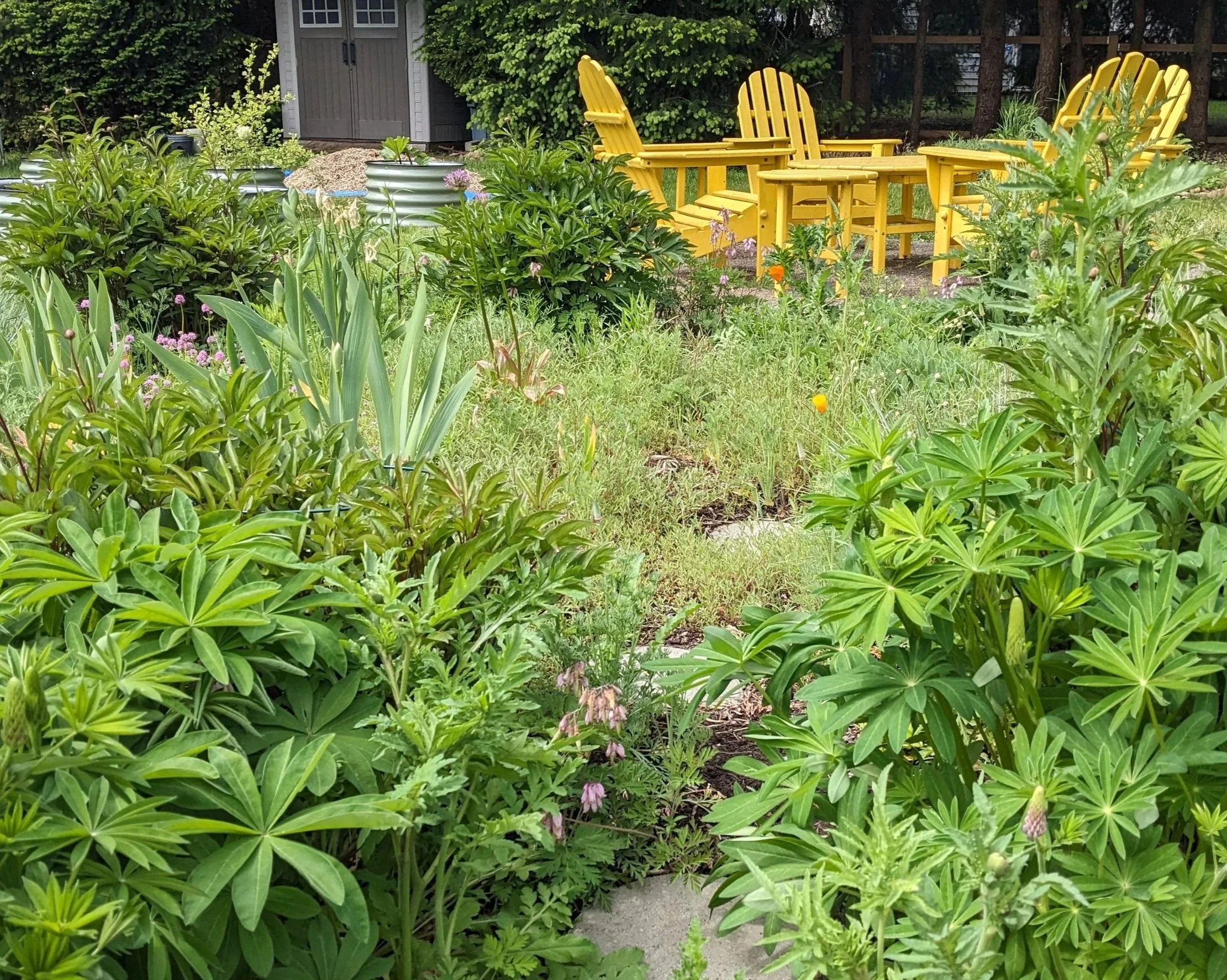 a lightly managed landscape with patio furniture and tool shed in the background