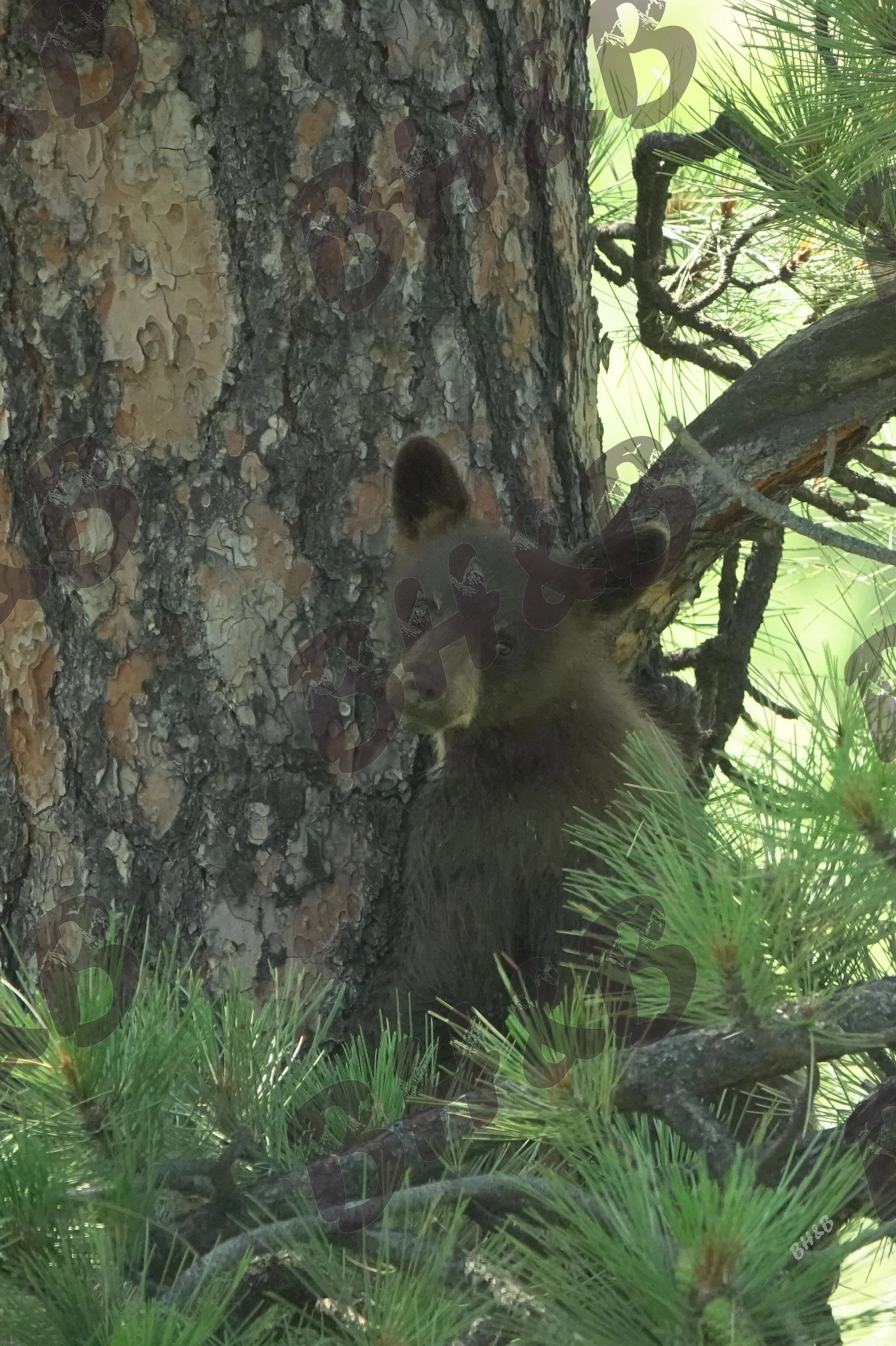 Curious black bear cub poses for a photo in a Montana pine tree