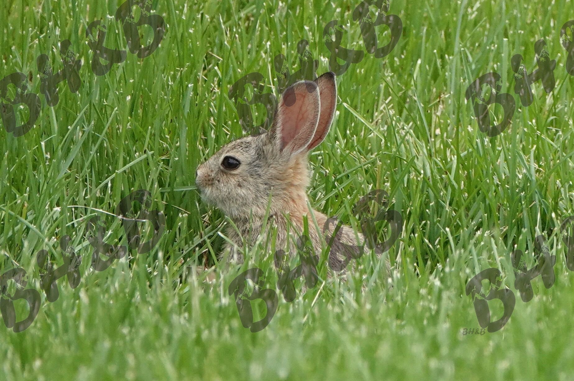 Bunny eating grass with fervor