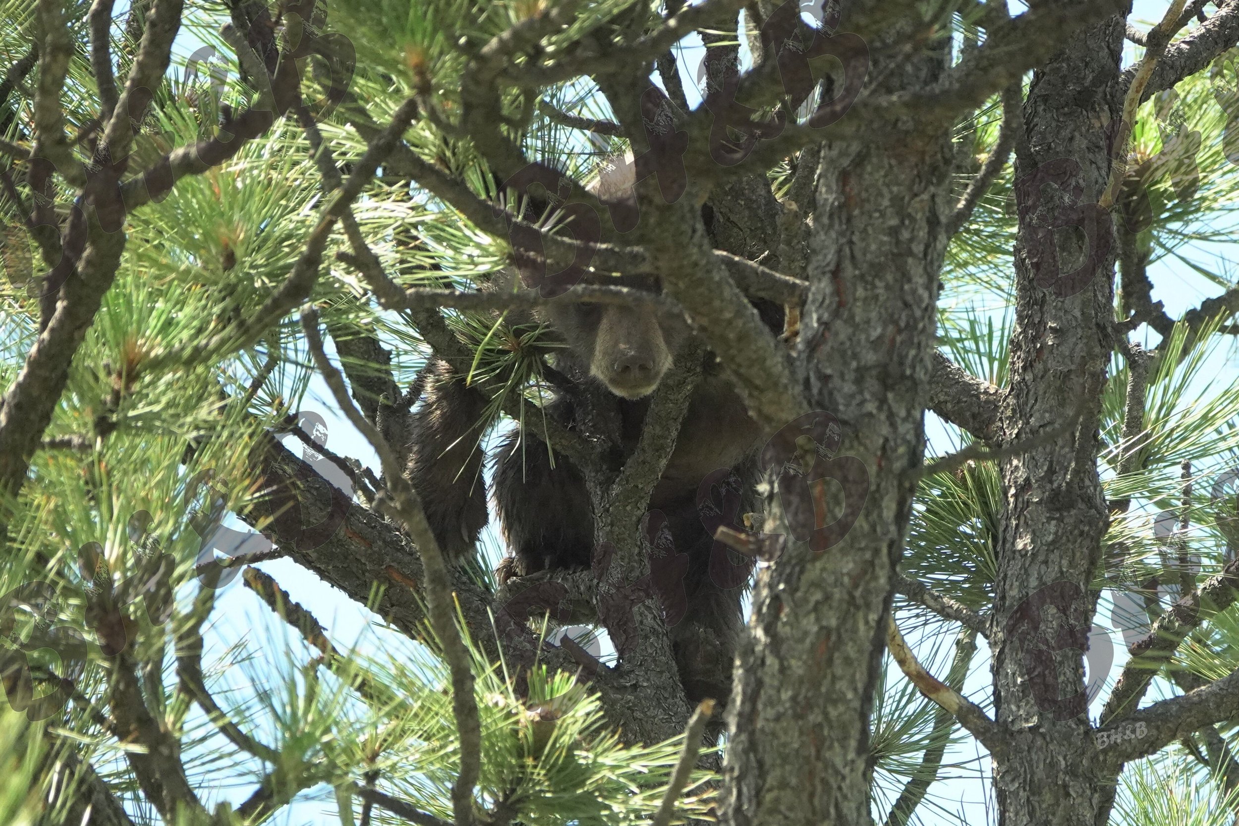 Curious black bear cub poses for a photo in a Montana pine tree
