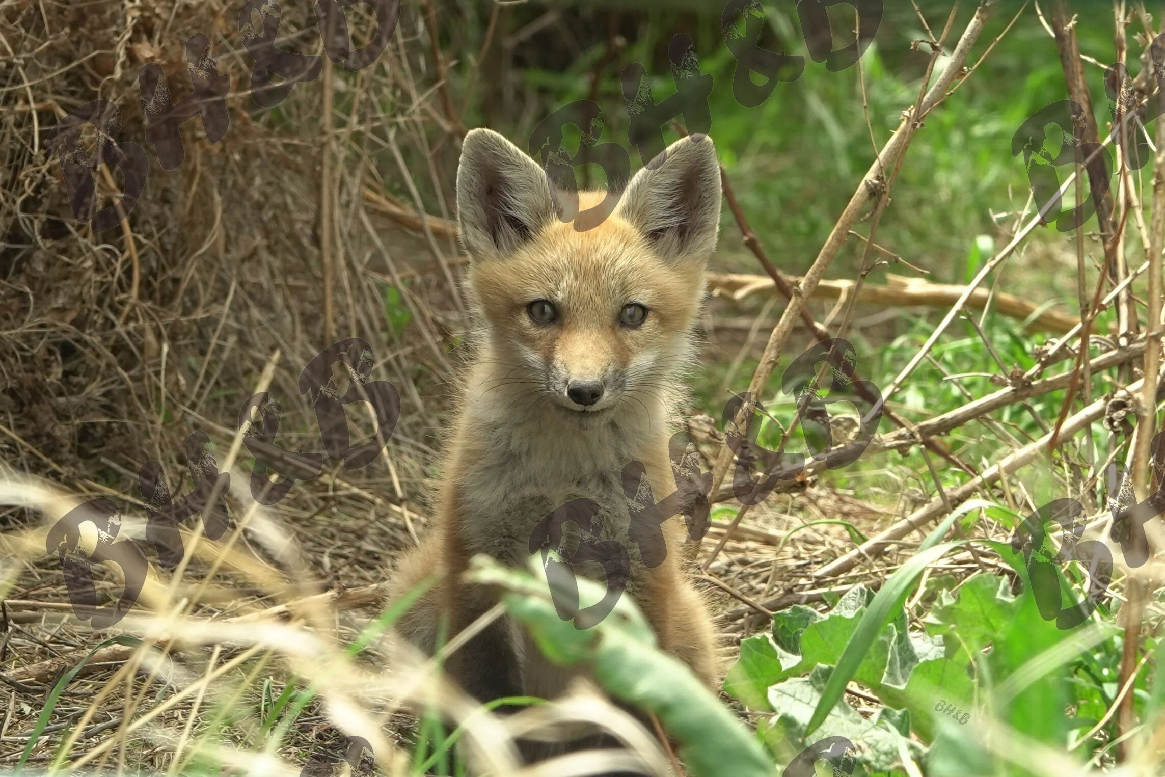 Fox kit basking in the grass near a haystack on a Wyoming ranch