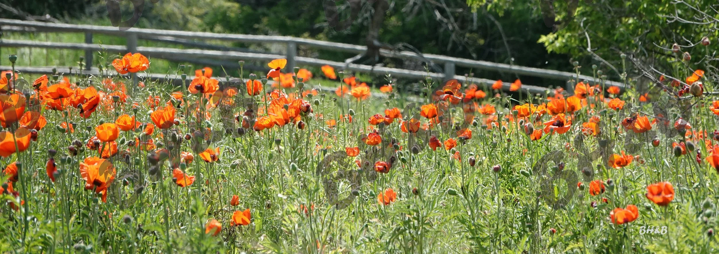 Poppy flowers along a rustic wooden fence at the foothills of the Big Horn Mountains.  Poppies doing poppy things