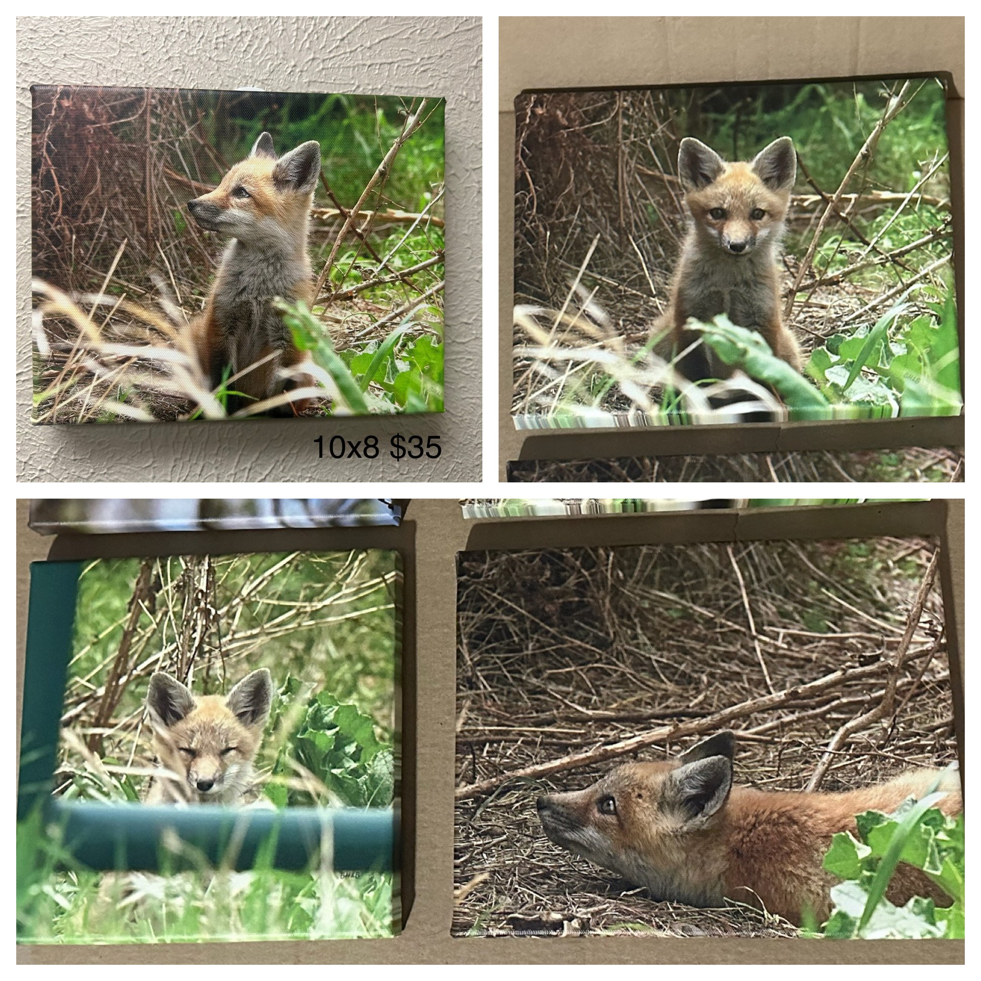 Wyoming Fox Kit Canvas Fourplex