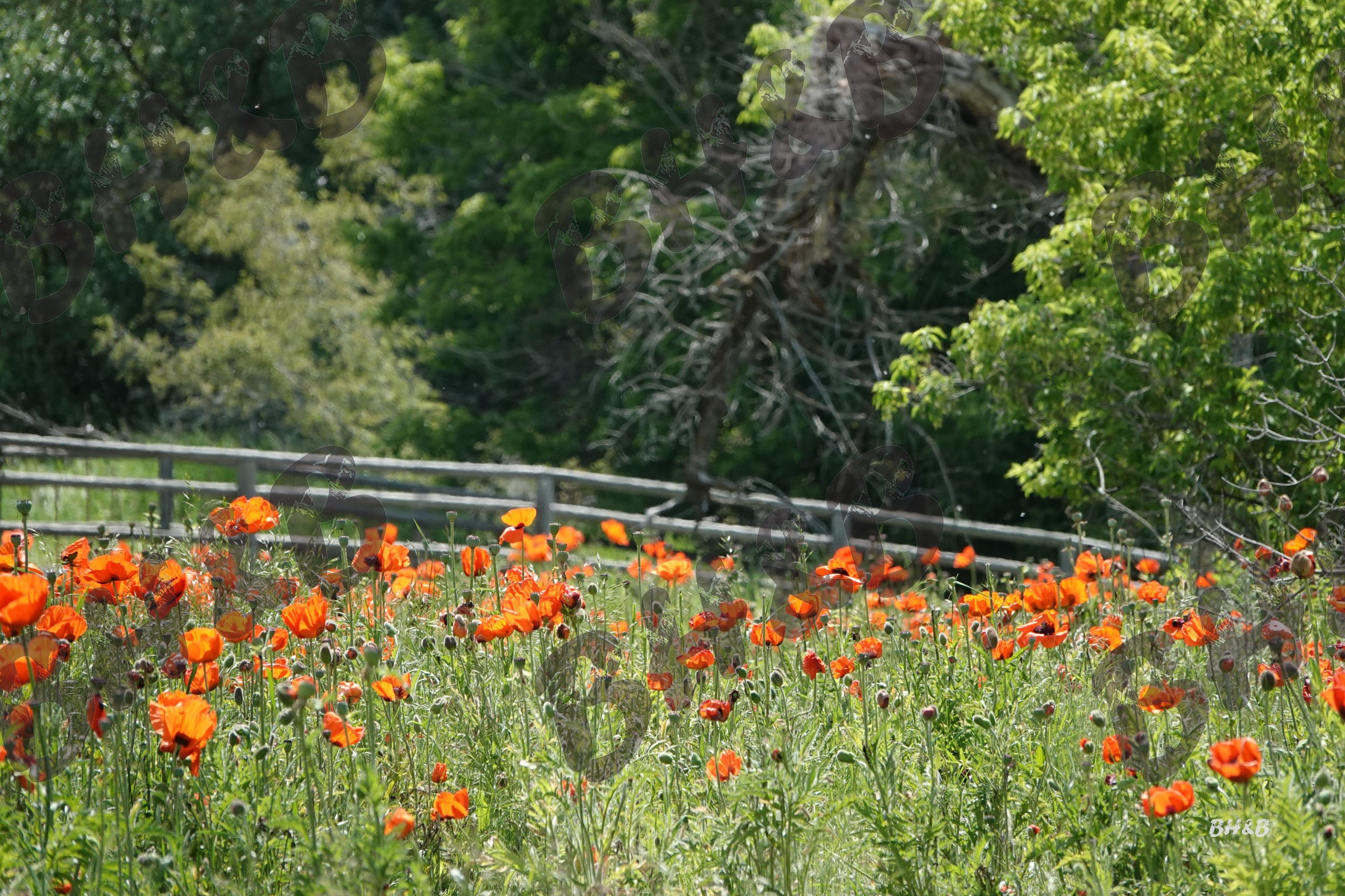 Poppy flowers along a rustic wooden fence at the foothills of the Big Horn Mountains.  Poppies doing poppy things