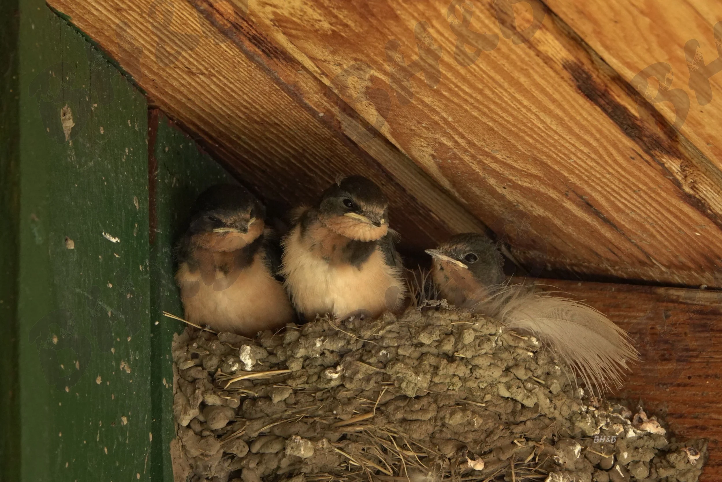 Baby Barn Swallow chicks eagerly await their next meal.