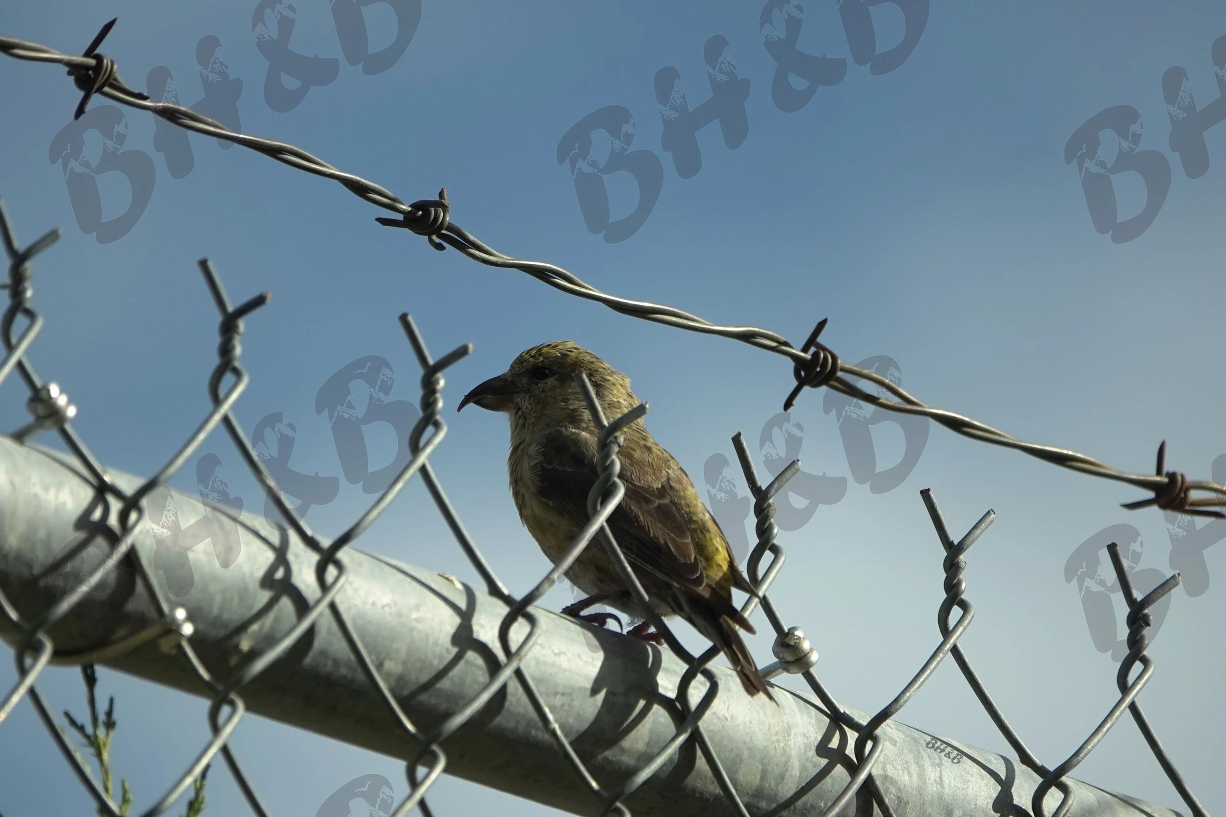 Red Crossbill's beak imitates the barbed wire in this vividly unique photo of an adorable bird