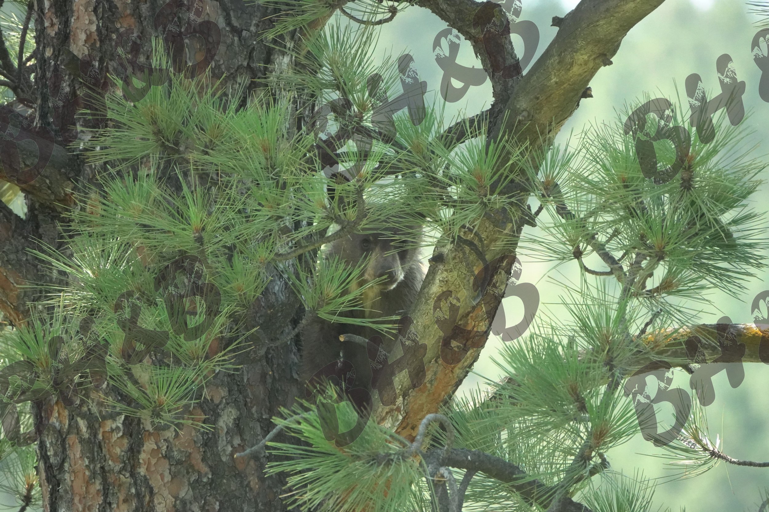 Baby black bear cub peeks through a Montana pine tree.