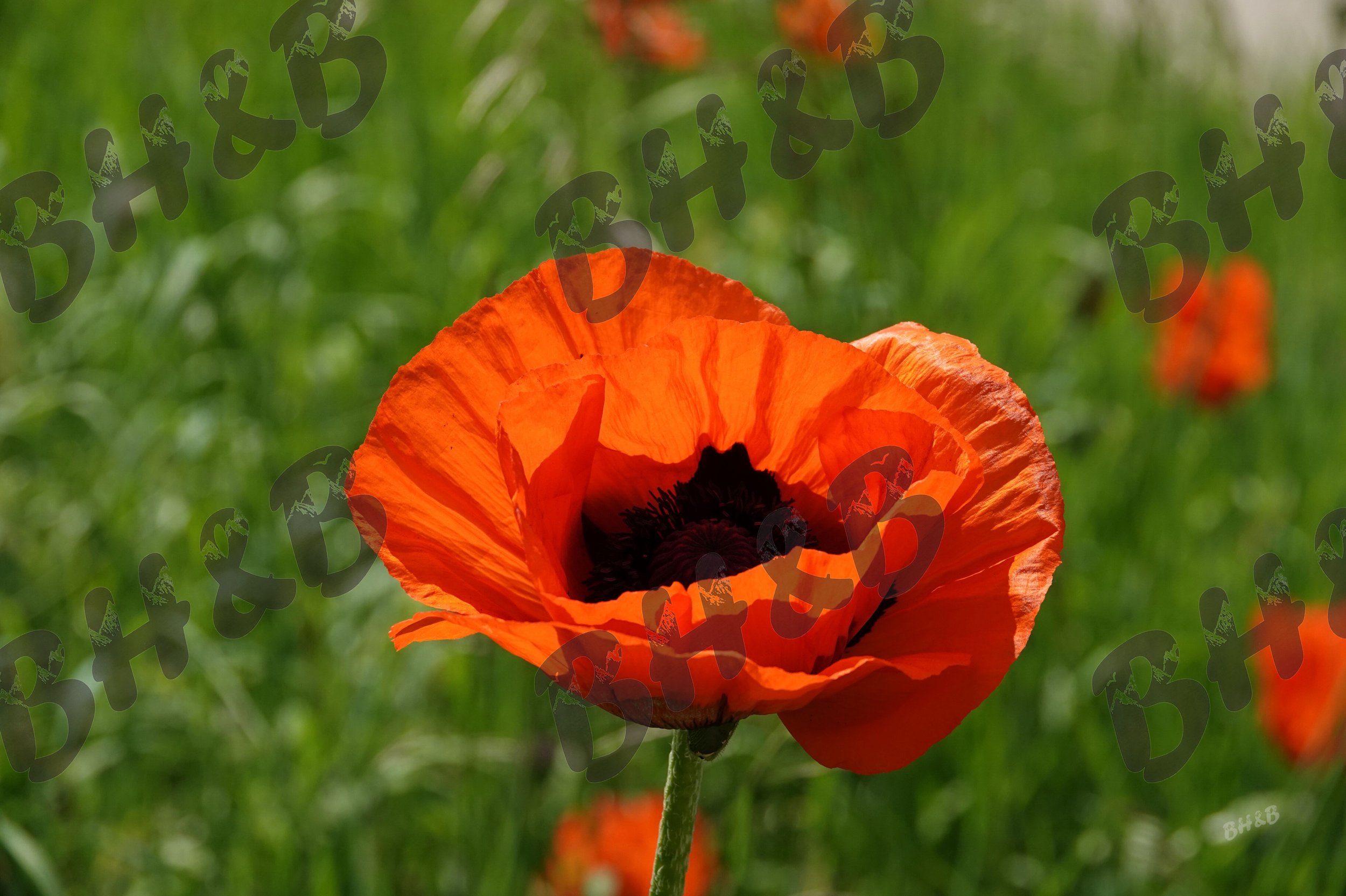 Poppy flowers along a rustic wooden fence at the foothills of the Big Horn Mountains.  Poppies doing poppy things