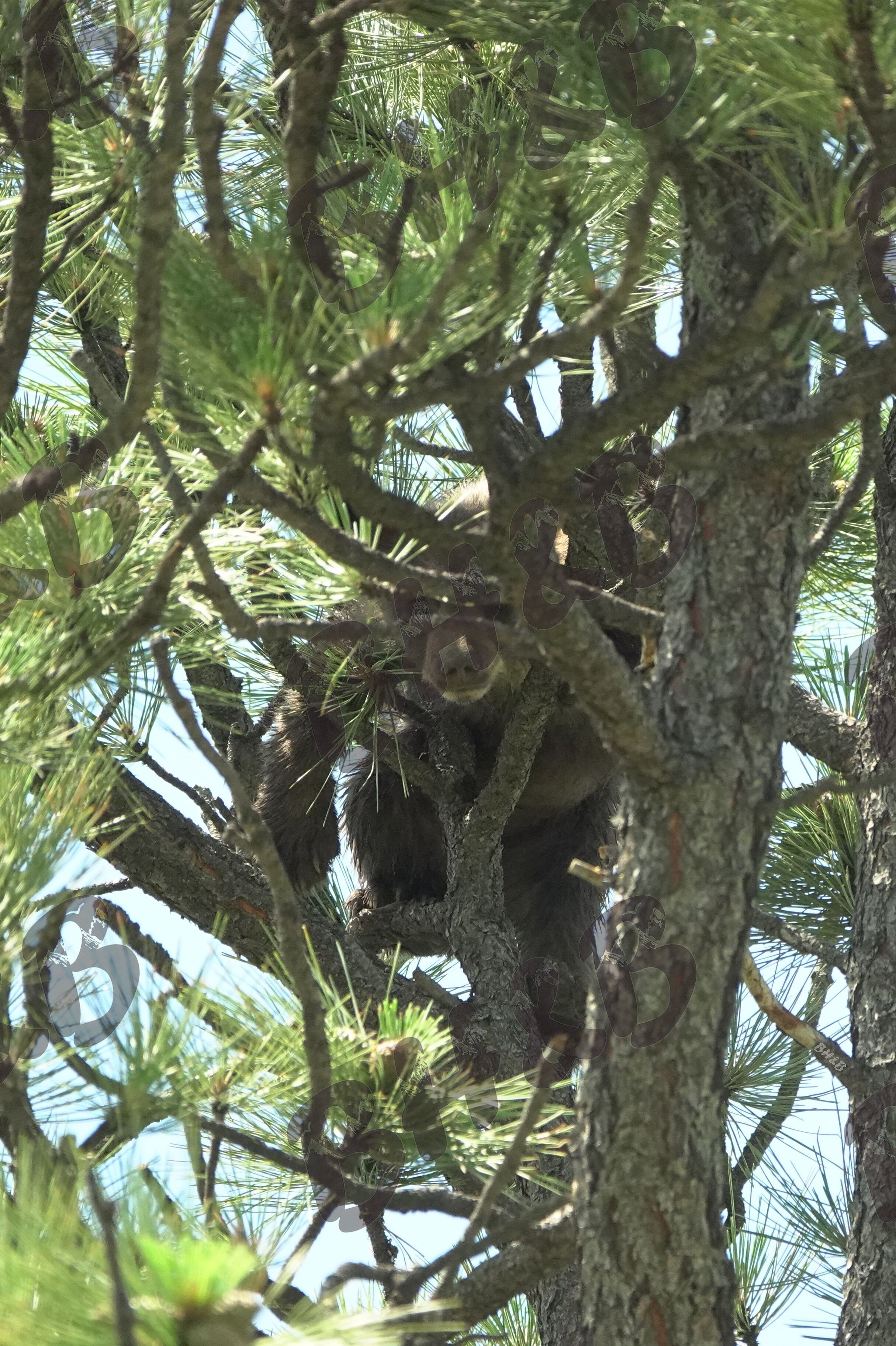 Curious black bear cub poses for a photo in a Montana pine tree