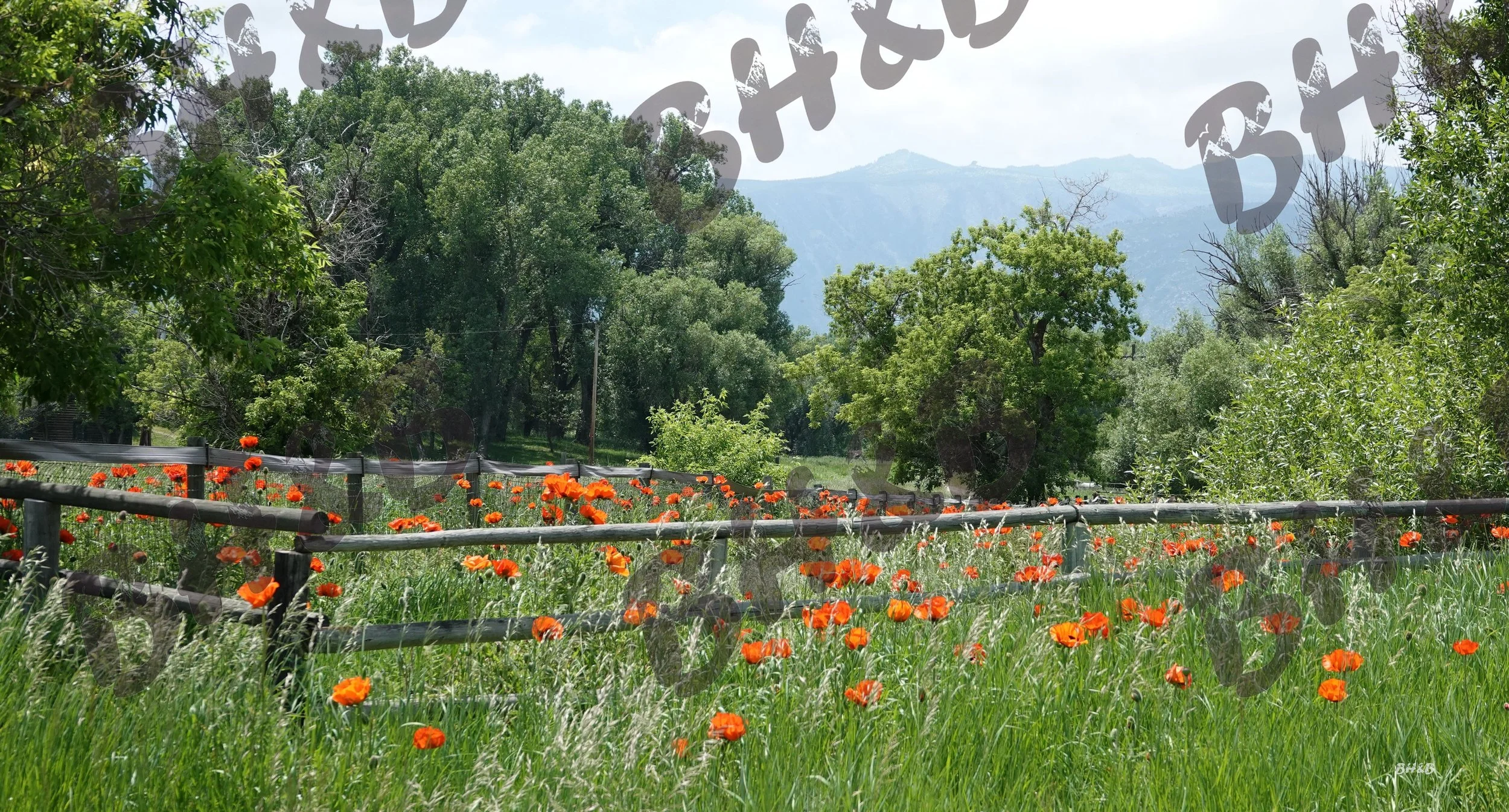 Poppy flowers along a rustic wooden fence at the foothills of the Big Horn Mountains.  Poppies doing poppy things