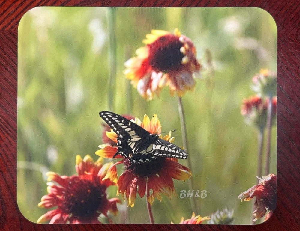 Swallowtail on Blanket Flowers Mousepad