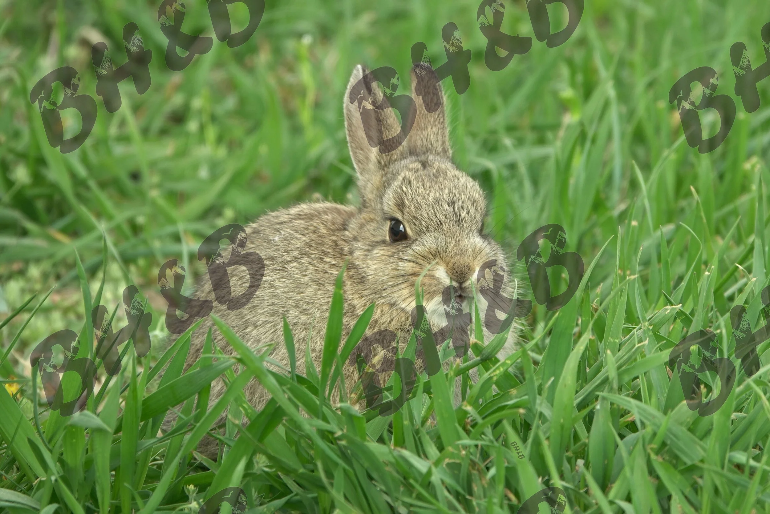 Cute baby cottontail bunny only cares about being adorable. And his next meal.