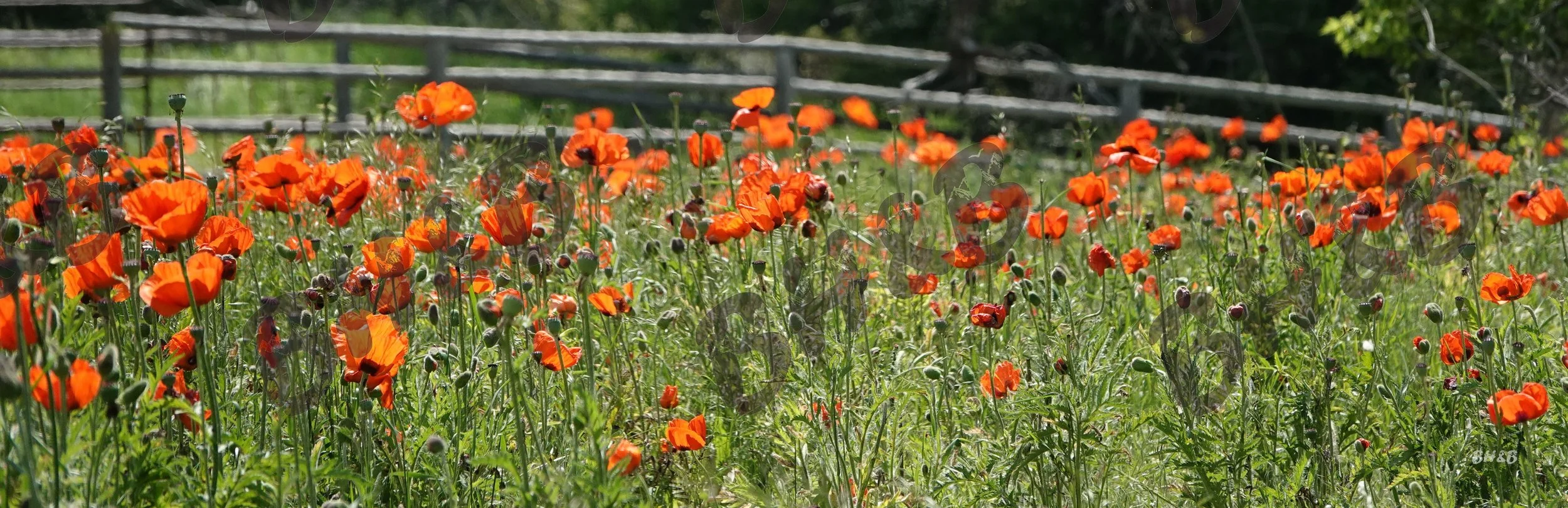 Poppy flowers along a rustic wooden fence at the foothills of the Big Horn Mountains.  Poppies doing poppy things