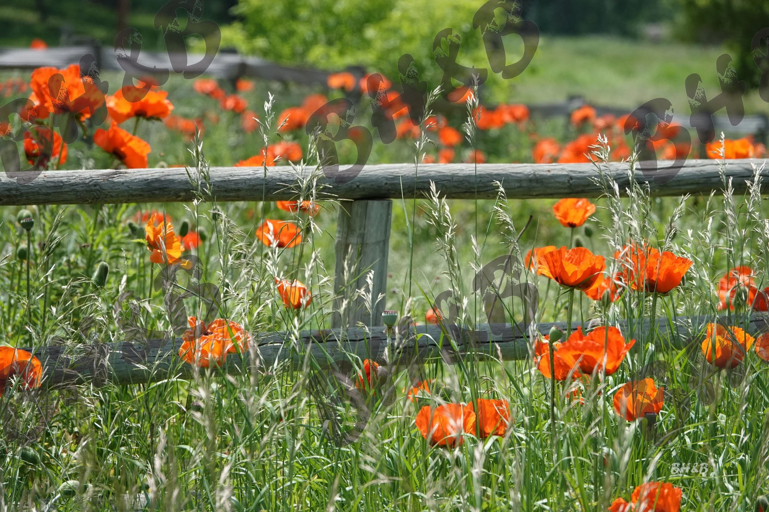 Poppy flowers along a rustic wooden fence at the foothills of the Big Horn Mountains.  Poppies doing poppy things