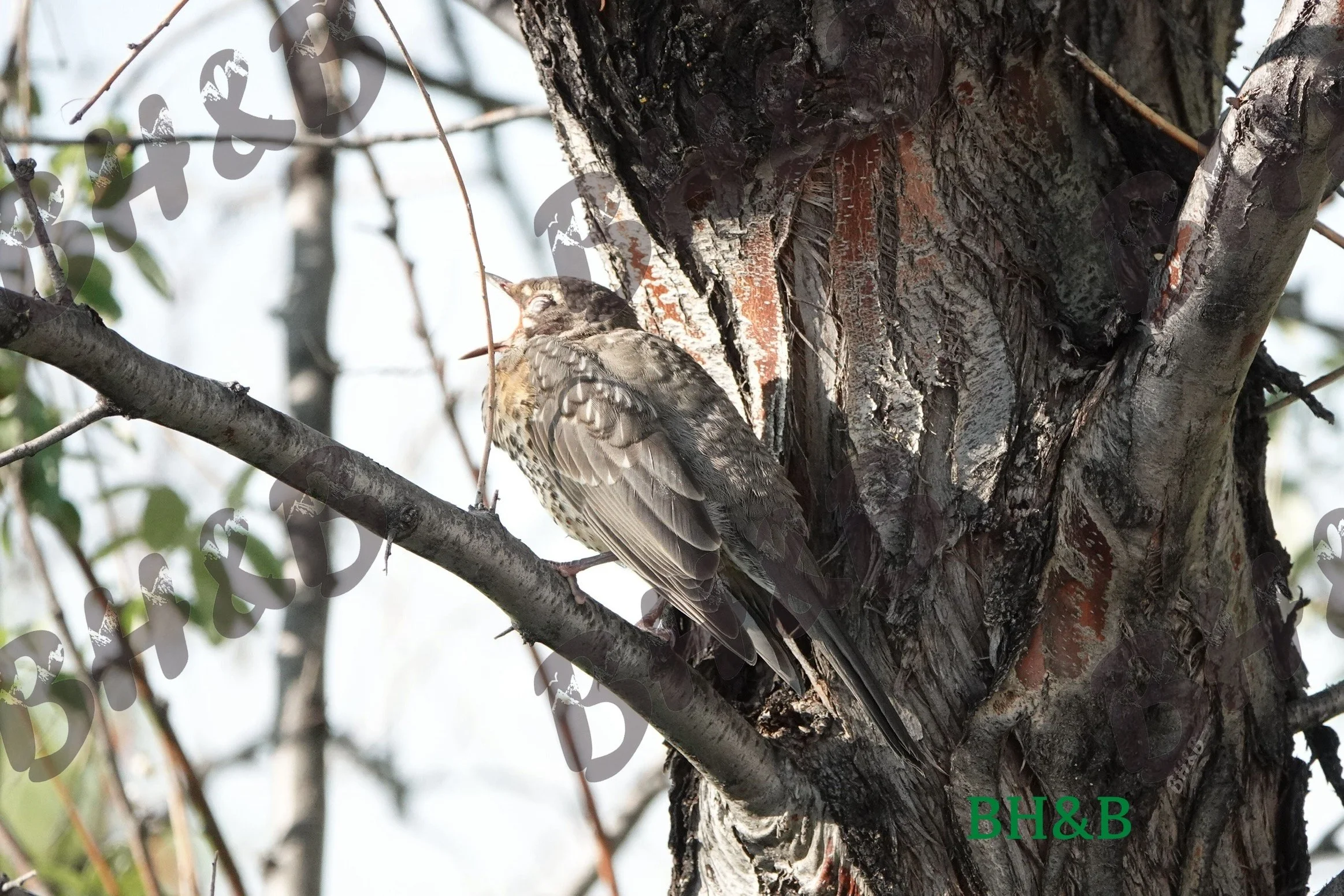 Baby Robin lounges in a tree on a lazy Wyoming afternoon.