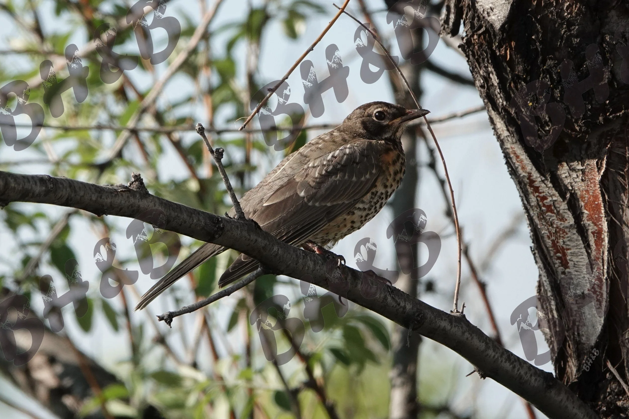 Baby Robin lounges in a tree on a lazy Wyoming afternoon.