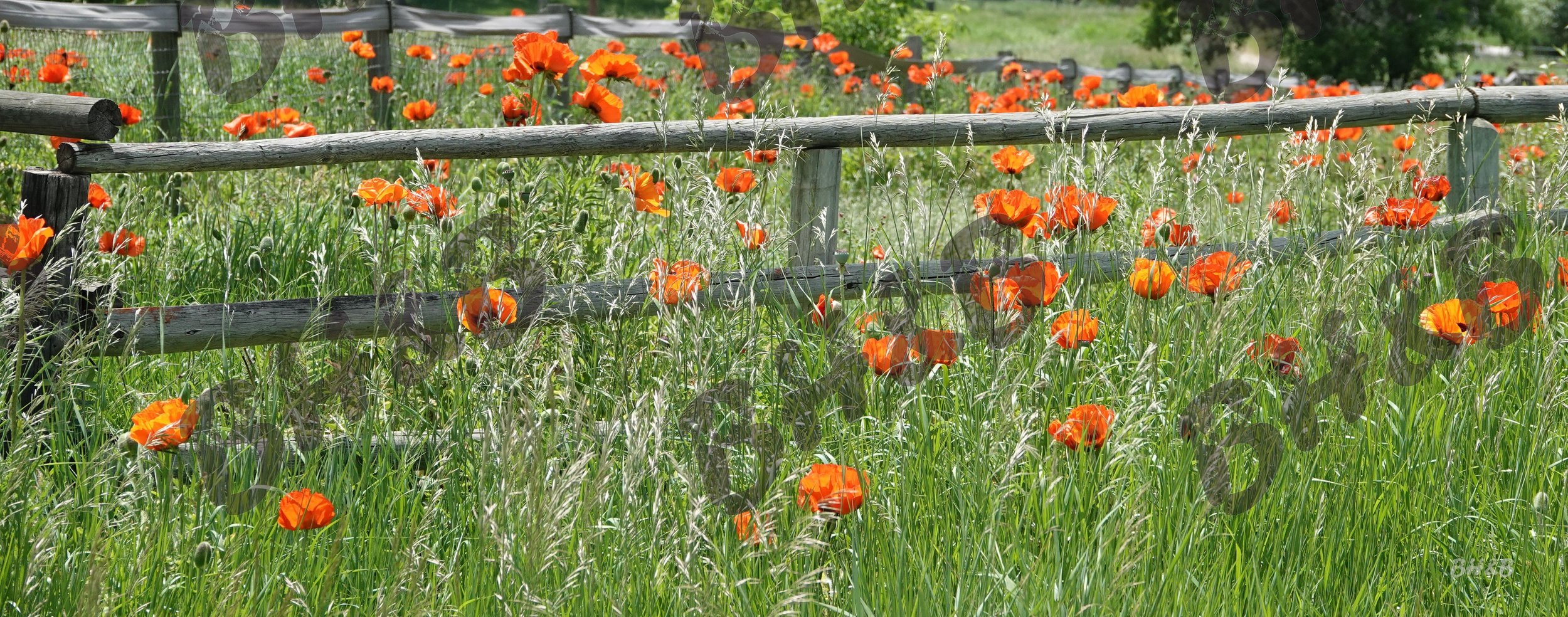 Poppy flowers along a rustic wooden fence at the foothills of the Big Horn Mountains.  Poppies doing poppy things
