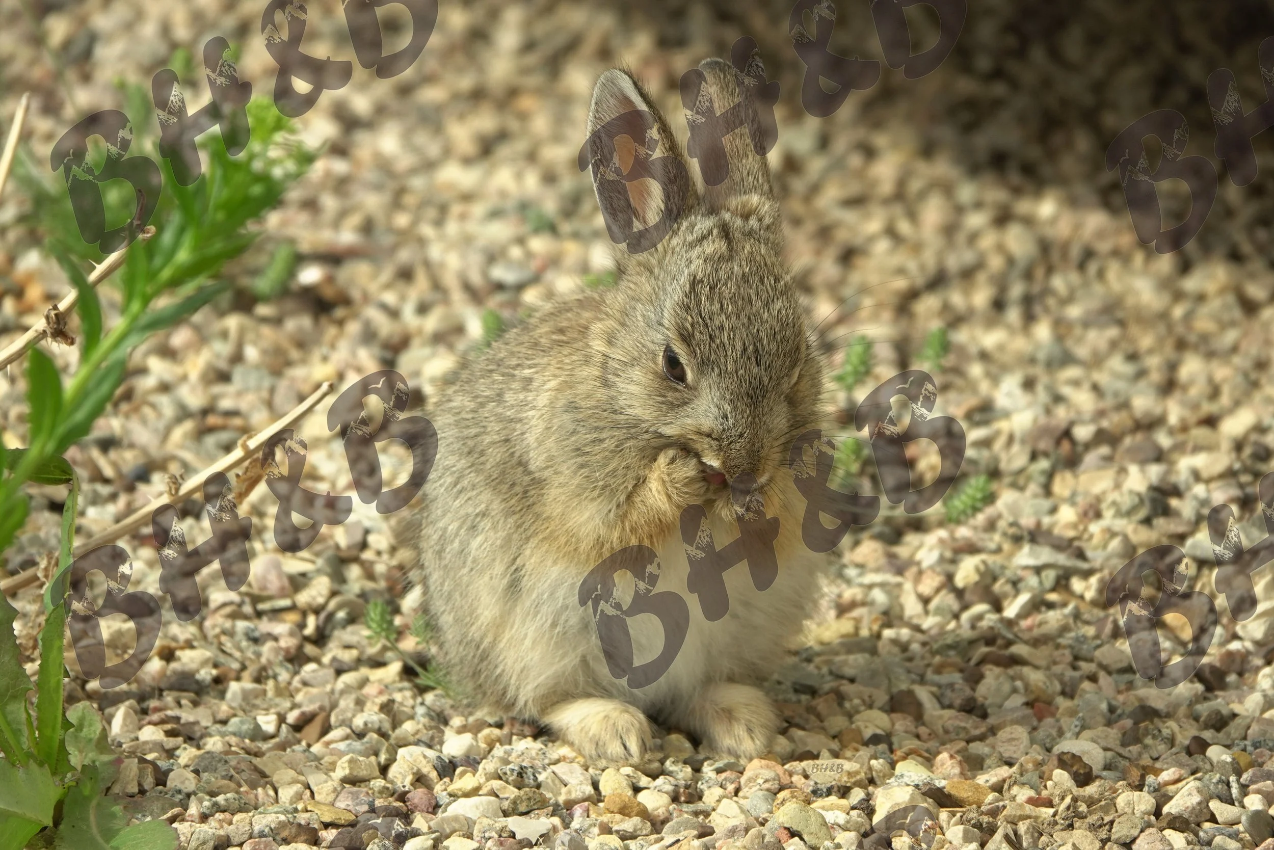 Cute baby cottontail bunny only cares about being adorable. And his next meal.